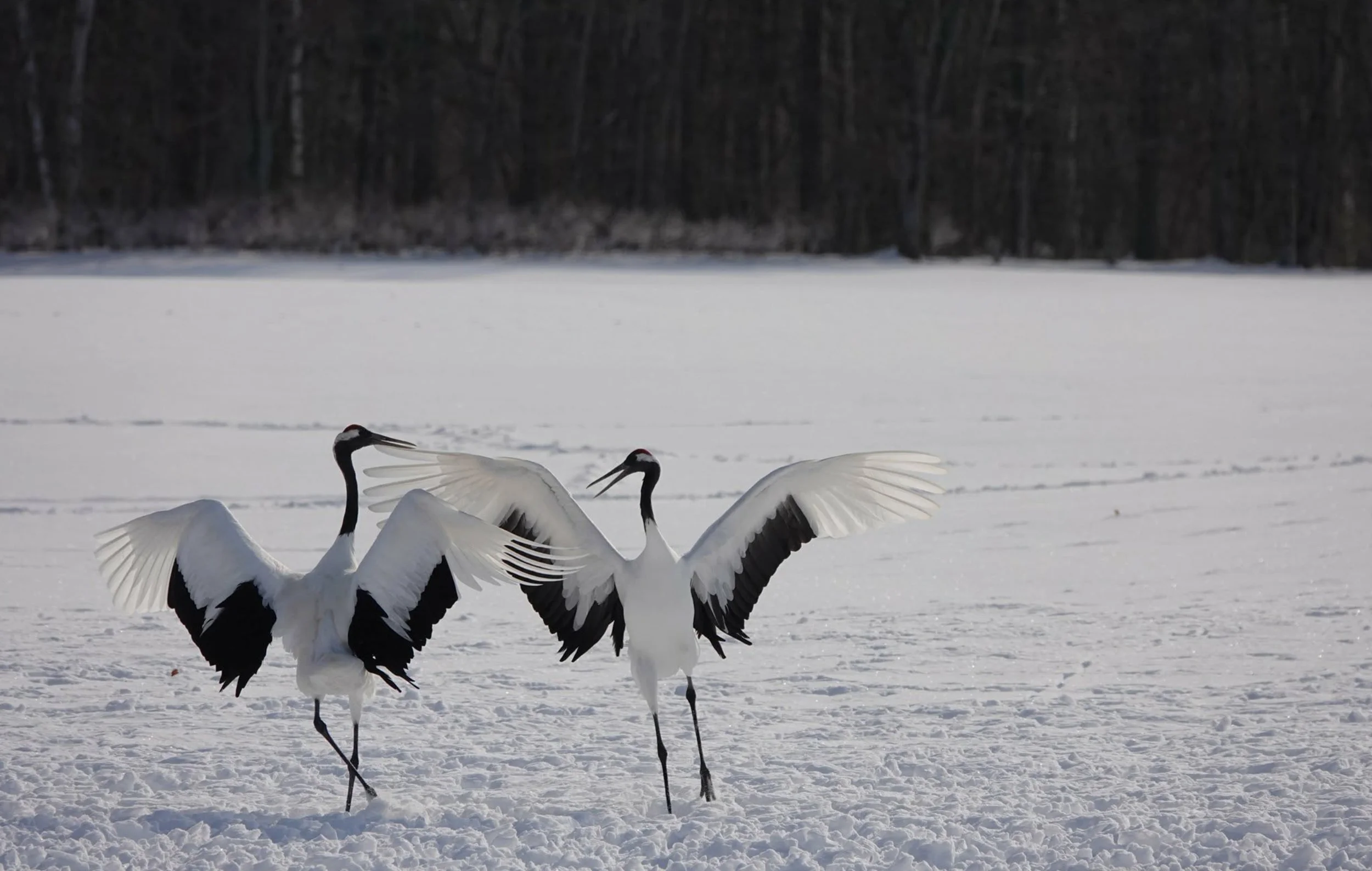Two red-crowned cranes with black and white feathers and red crowns, standing on snow-covered ground with wings spread, against a backdrop of a snowy field and a line of dark trees in the distance. Kushiro, Japan.