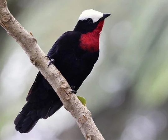 A white-capped tanager perched on a tree branch with a black and red body and a white crown. Bird watching in Colombia. Wild Selection Tours.