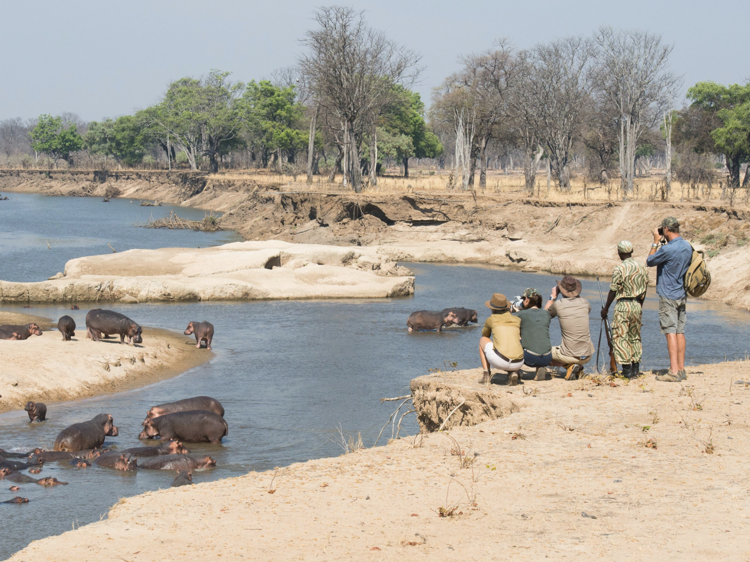 Wildlife photographers and tourists observing and taking pictures of hippopotamuses in the Luangwa river. Safari in South Luangwa national park with Wild Selection Tours.