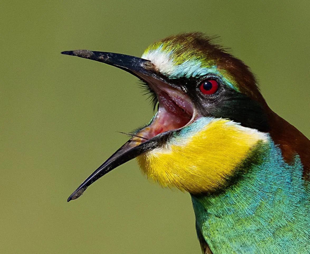 Close-up of a colorful bird with its beak open, showing vibrant yellow, green, blue, brown feathers, and a red eye.