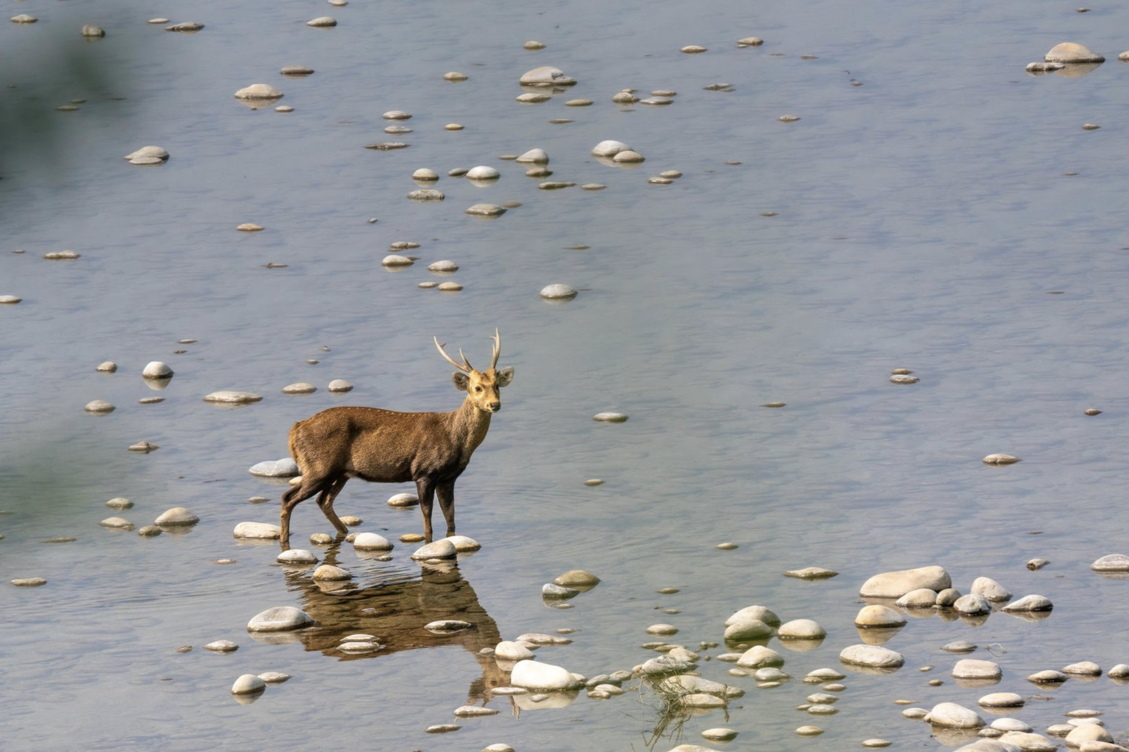A deer with antlers standing in shallow water surrounded by rocks. Safari in Bardiya national park. Wildlife expedition and phot safari with Wild Selection Tours.