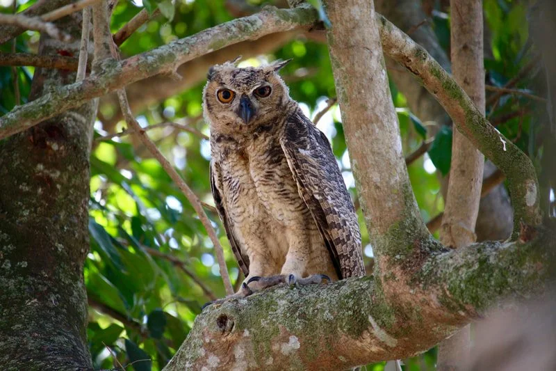 An owl perched on a tree branch surrounded by green leaves and branches.
