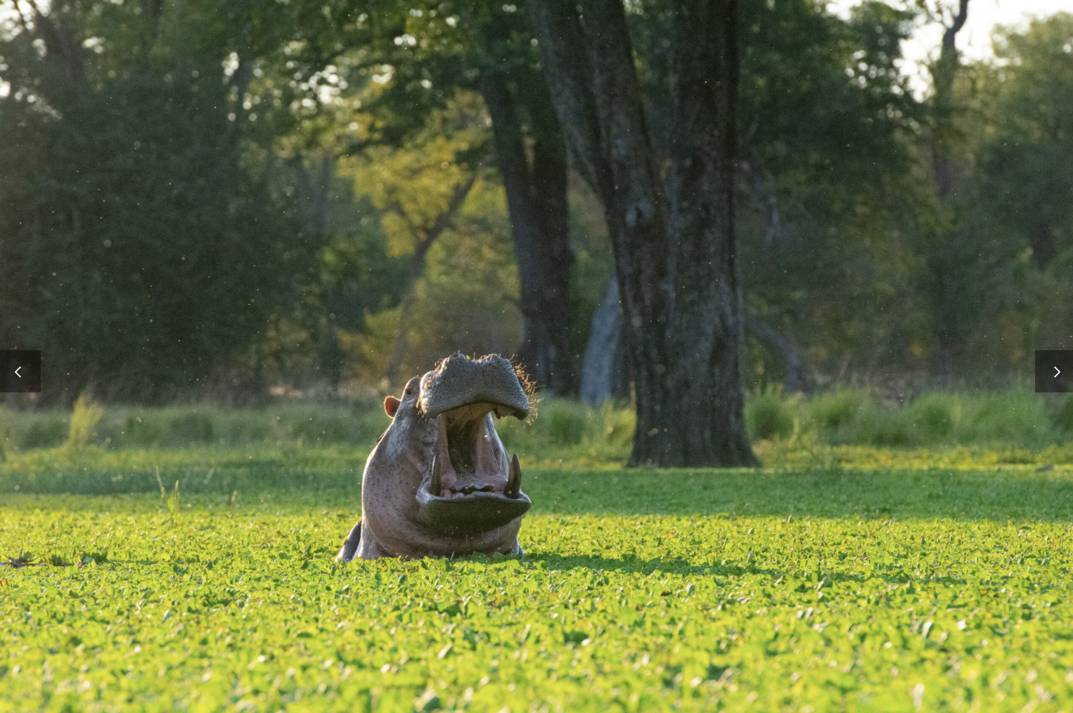 A hippopotamus emerging from the water with its mouth wide open in a green field with trees in the background. Safari in South Luangwa national park with Wild Selection Tours.