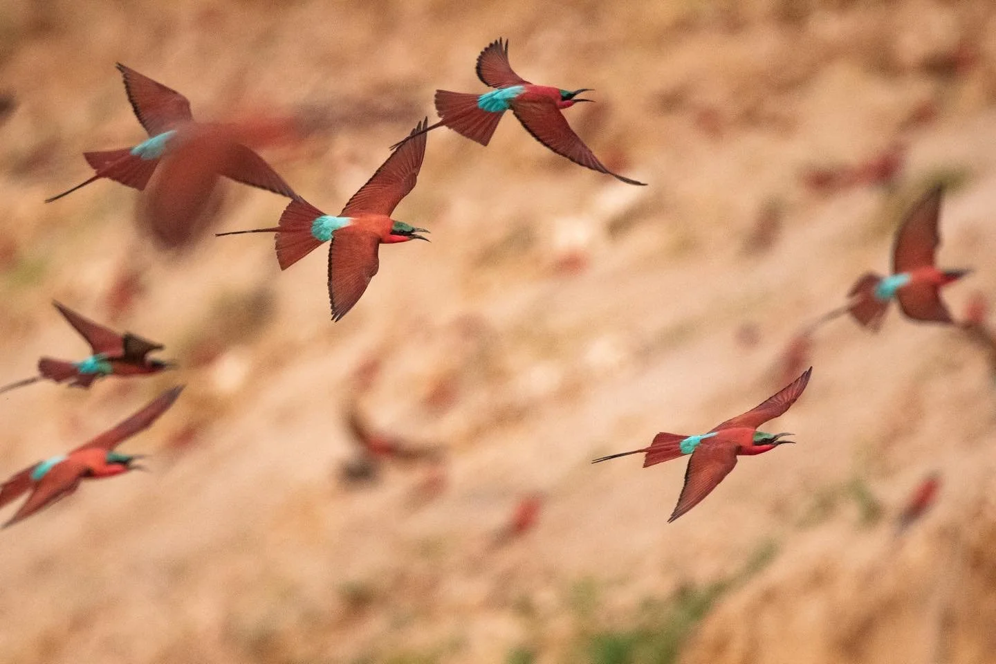 A flock of Southern Carmine bee-eaters with red bodies, blue wings and heads, black beaks, and long tails, flying over a sandy landscape. Safari in South Luangwa national park with Wild Selection Tours.