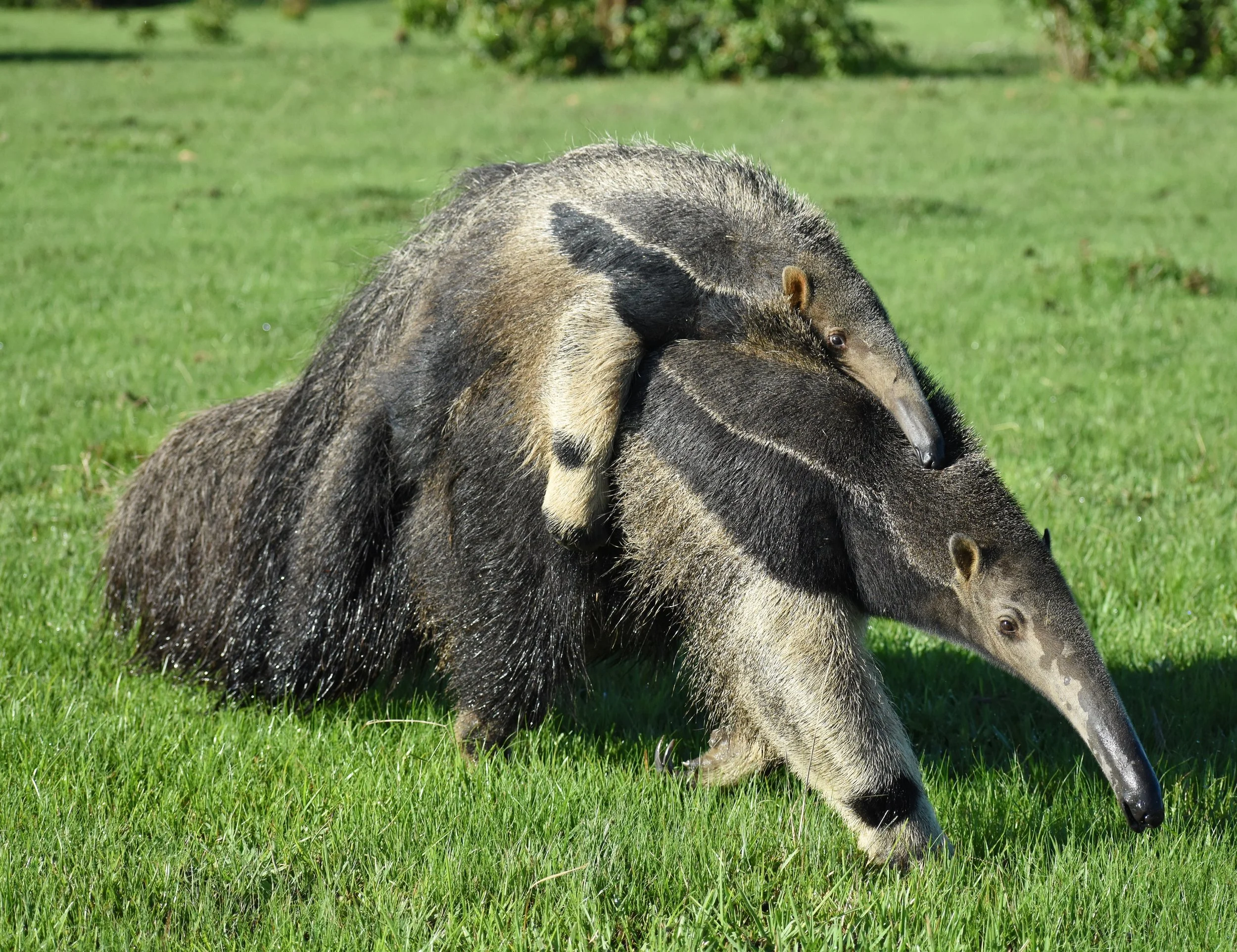 A giant anteater with a baby on its back, walking on a grassy field.