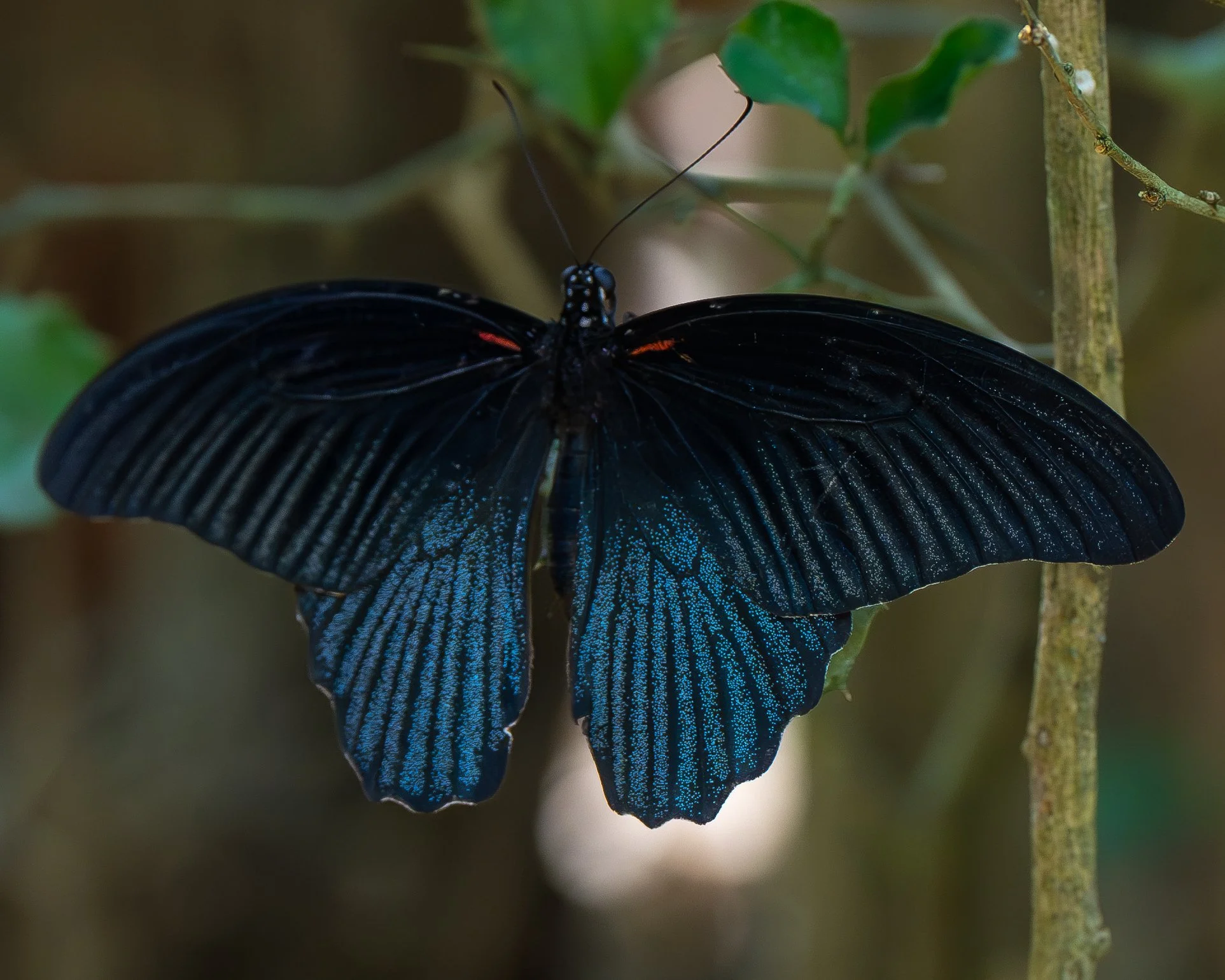 Papilio memnon. Close-up of a black butterfly with iridescent blue markings on its wings, perched on a plant stem. Kaeng Krachan national park, Thailand.