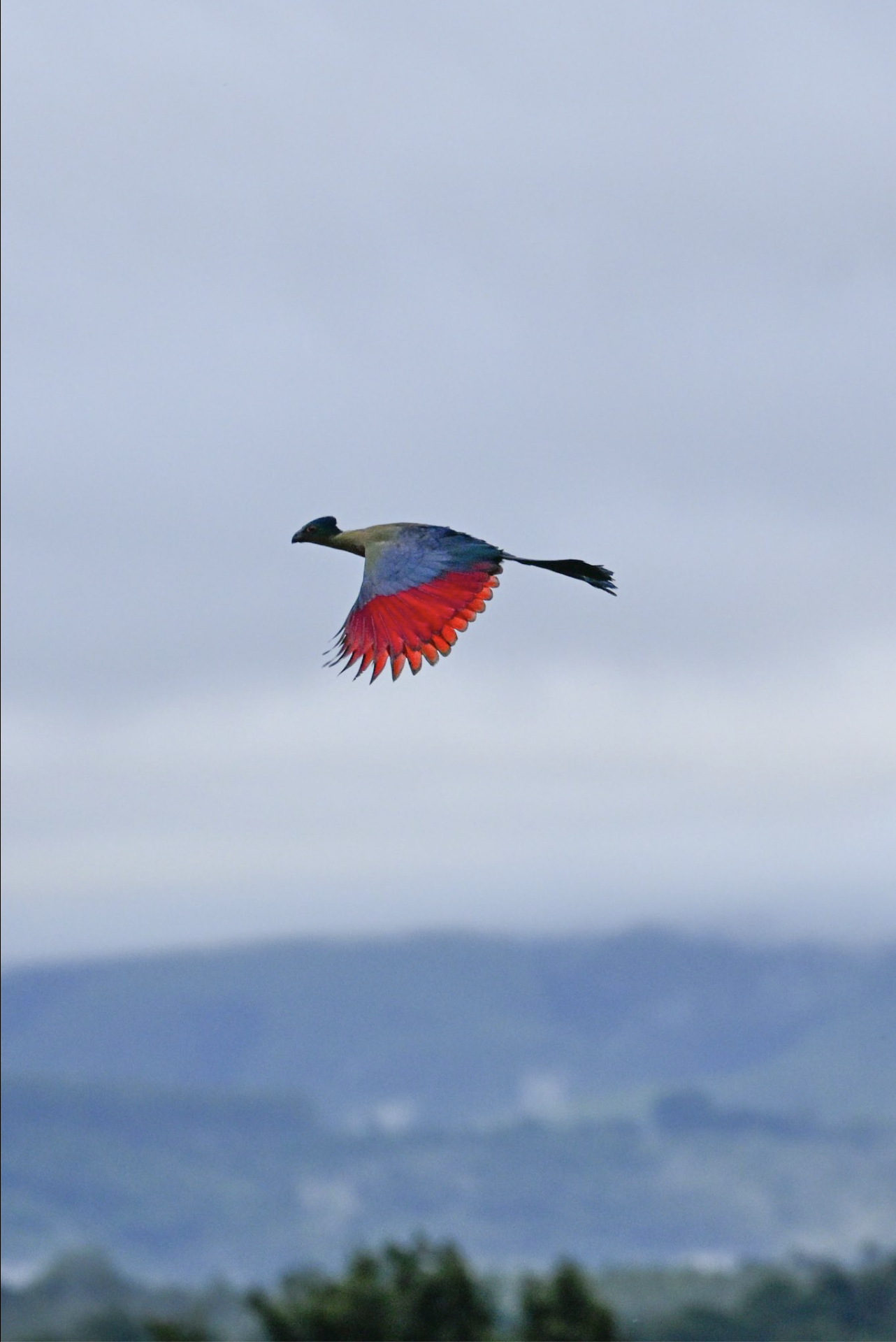 A purple-crested turacoo flying in the sky with grey clouds and distant mountains in the background. Birding tour in Makuleke, northern Krüger, South Africa. Bird photography with Wild Selection Tours.