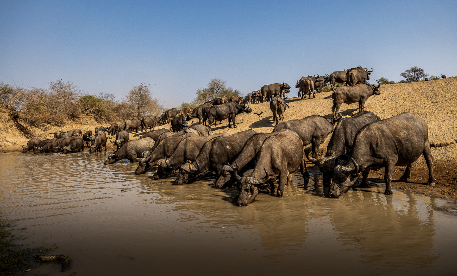 Herd of buffalo crossing a river in a natural landscape under a clear blue sky. Safari in South Luangwa national park with Wild Selection Tours.