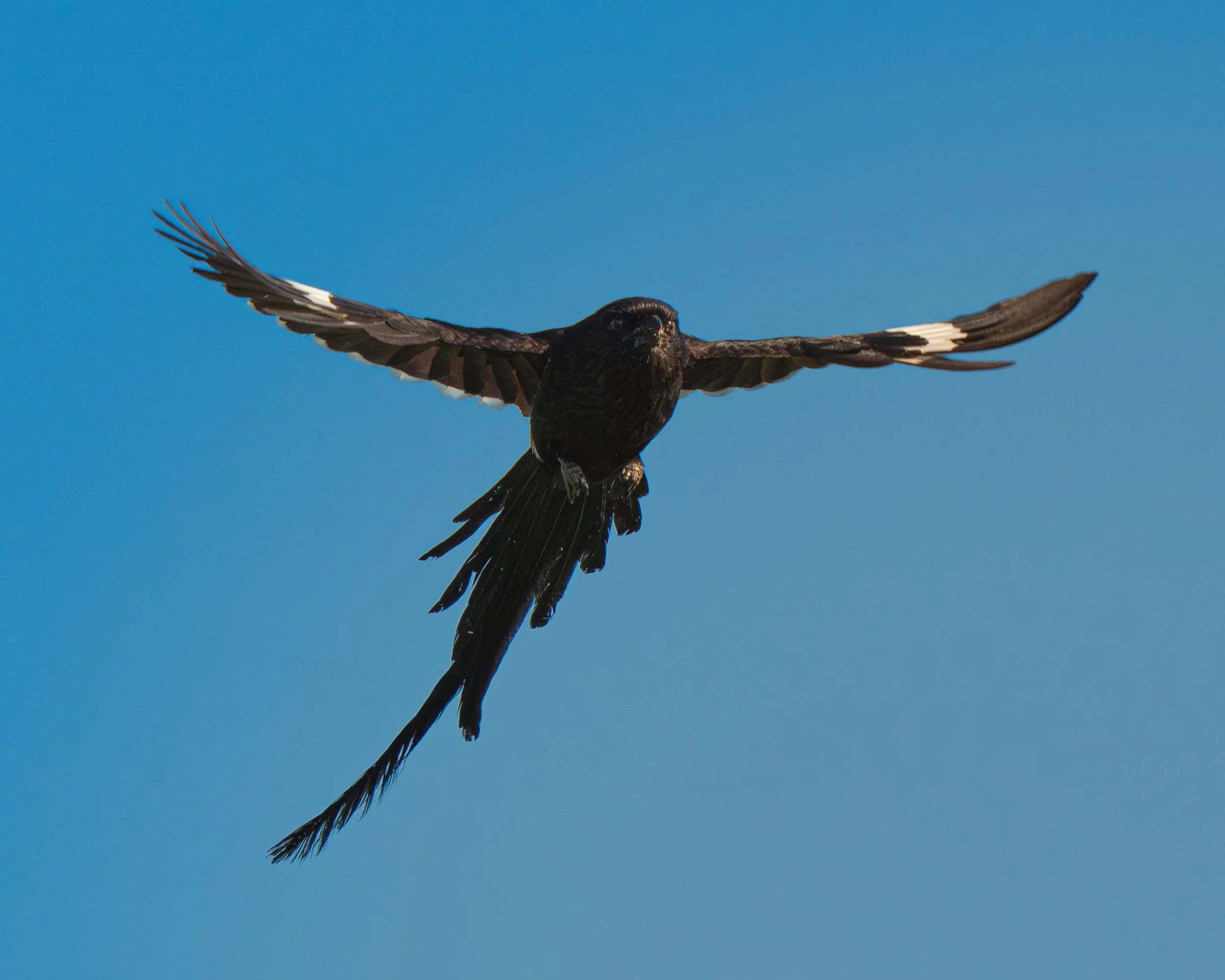 A black bird flying in a clear blue sky with wings spread wide.