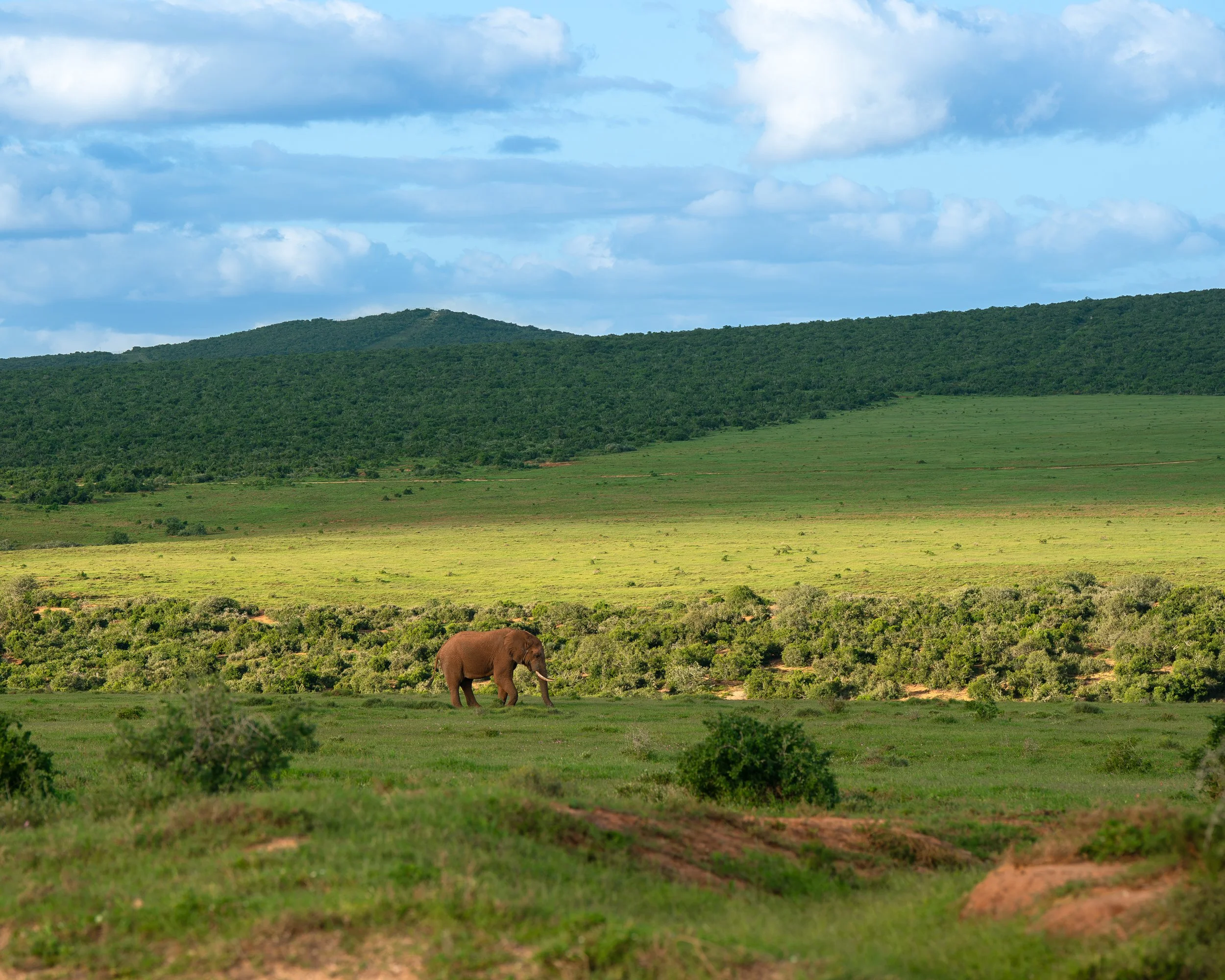 A solitary elephant walking through a lush green plain with rolling hills and a mountain in the background under a partly cloudy sky. Addo Elephant national park, South Africa.