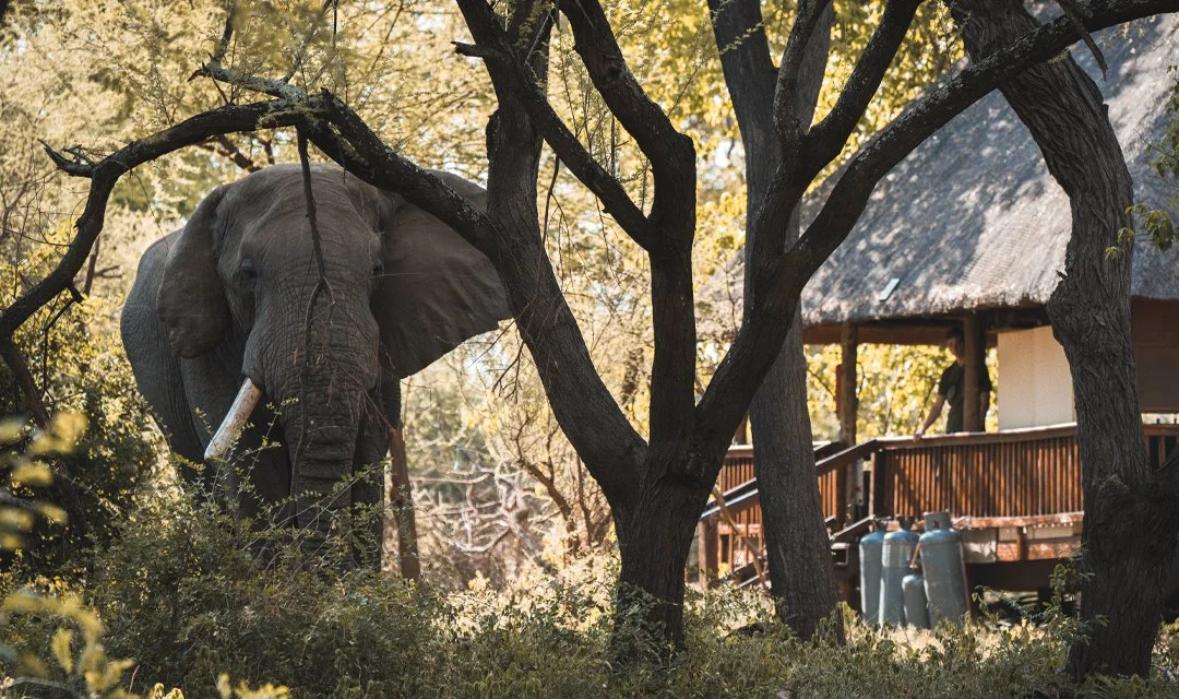 An elephant standing among trees near a wooden structure with propane tanks in the background.