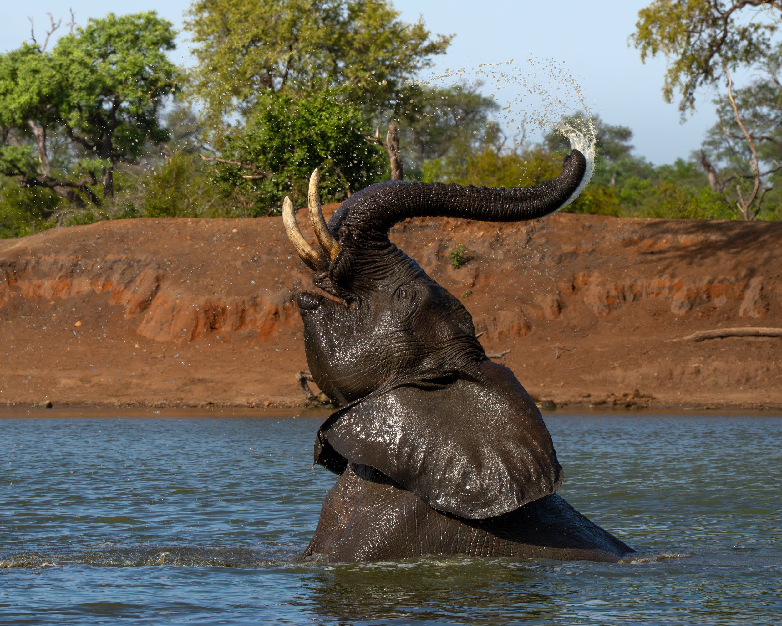 An elephant is splashing water with its trunk in a river, with a muddy bank and trees in the background. Greater Krüger, South Africa.