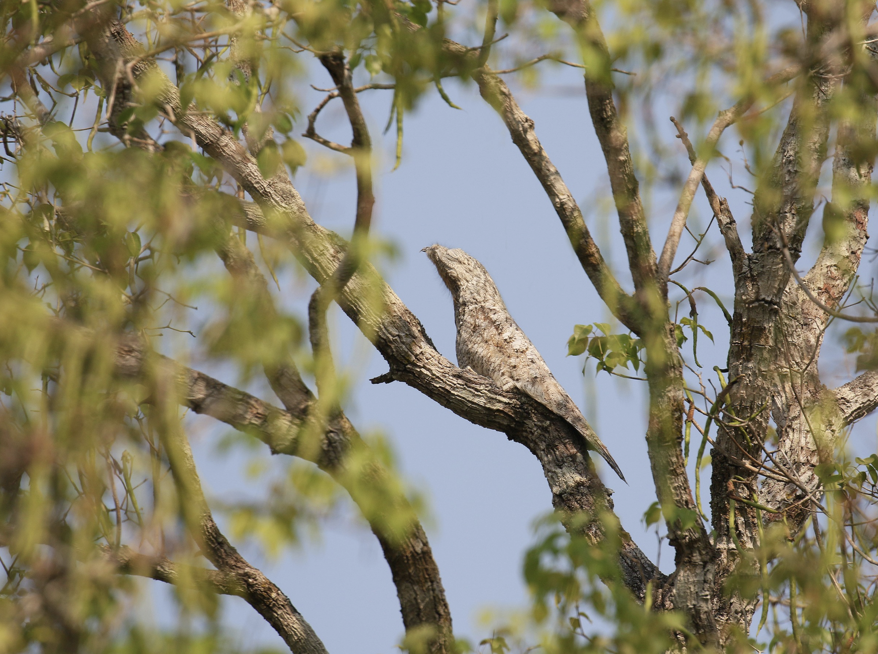 Great patio, a camouflaged brown bird planted on a tree branch, partially obscured by green leaves and branches, against a light blue sky background. Bird watching in Colombia. Wild Selection Tours.