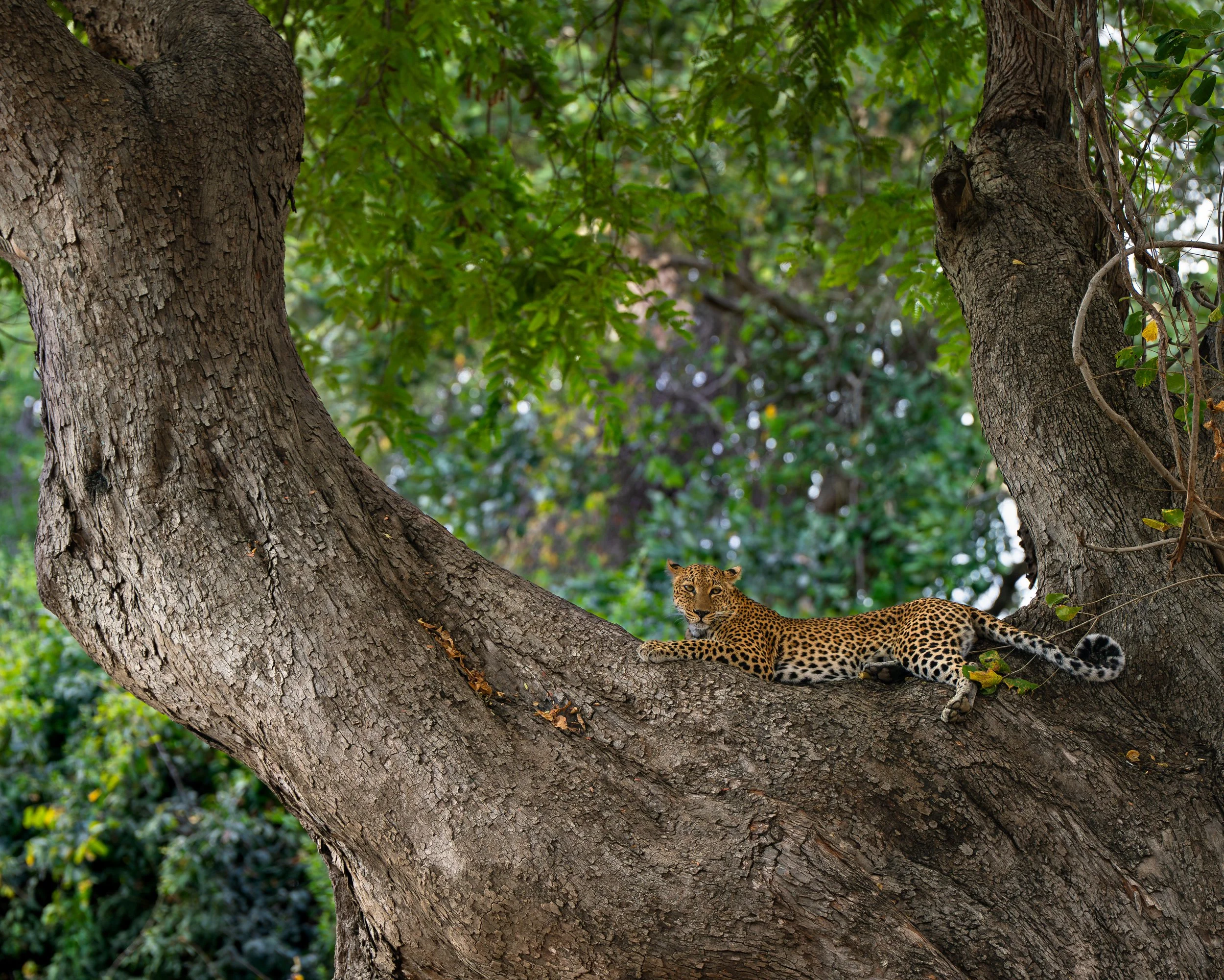 A leopard resting in a large tree branch with a woodsy background and green foliage. South Luangwa national park, Zambia.
