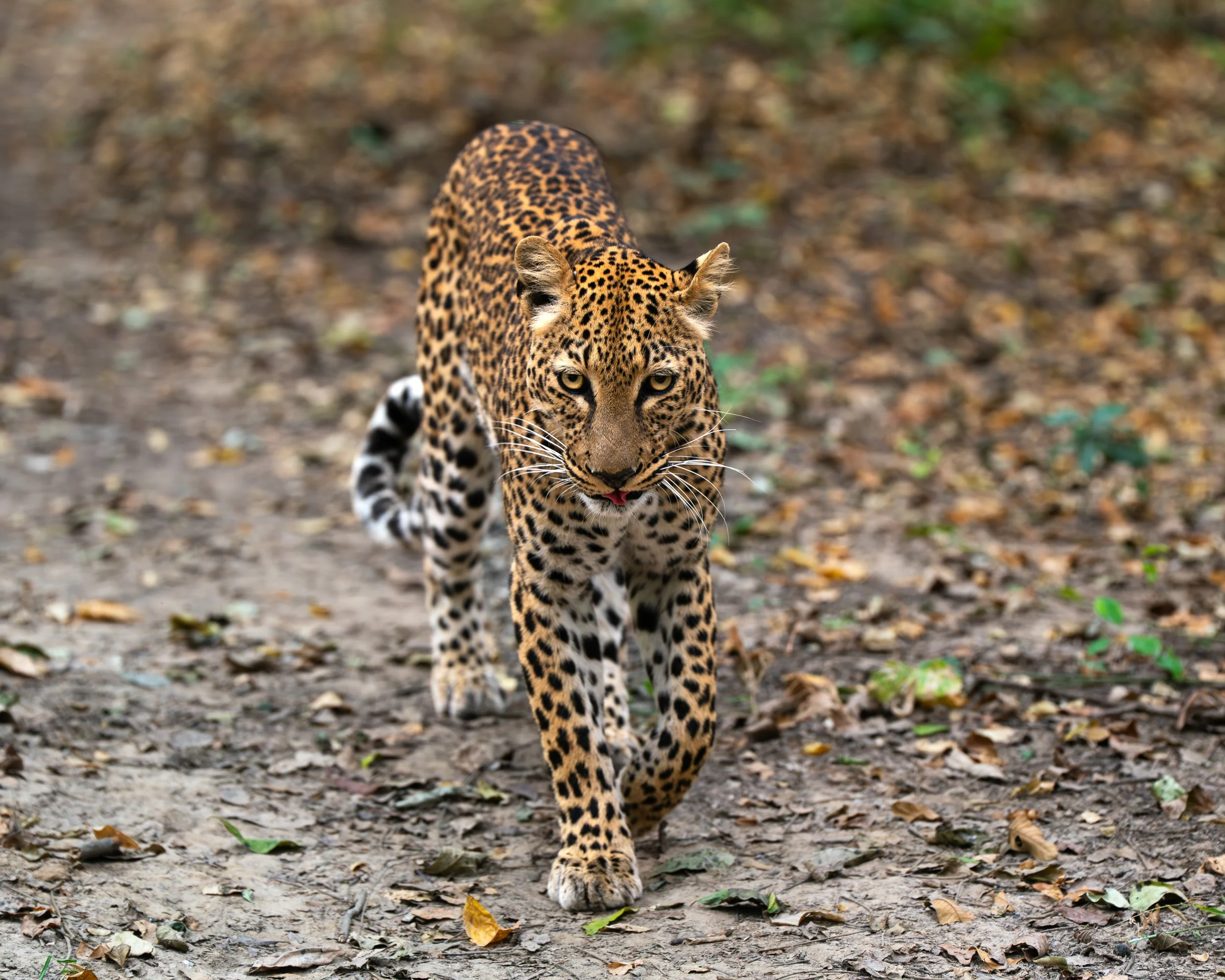 A leopard walking on a dirt path with fallen leaves.
