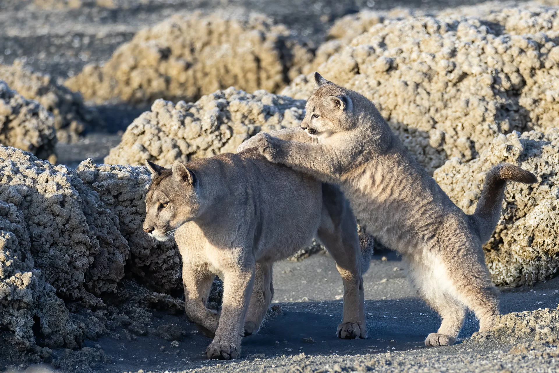 Two pumas interacting on a rocky terrain with large rocks in the background. Torres del Paine national park, Patagonia, Chile.
