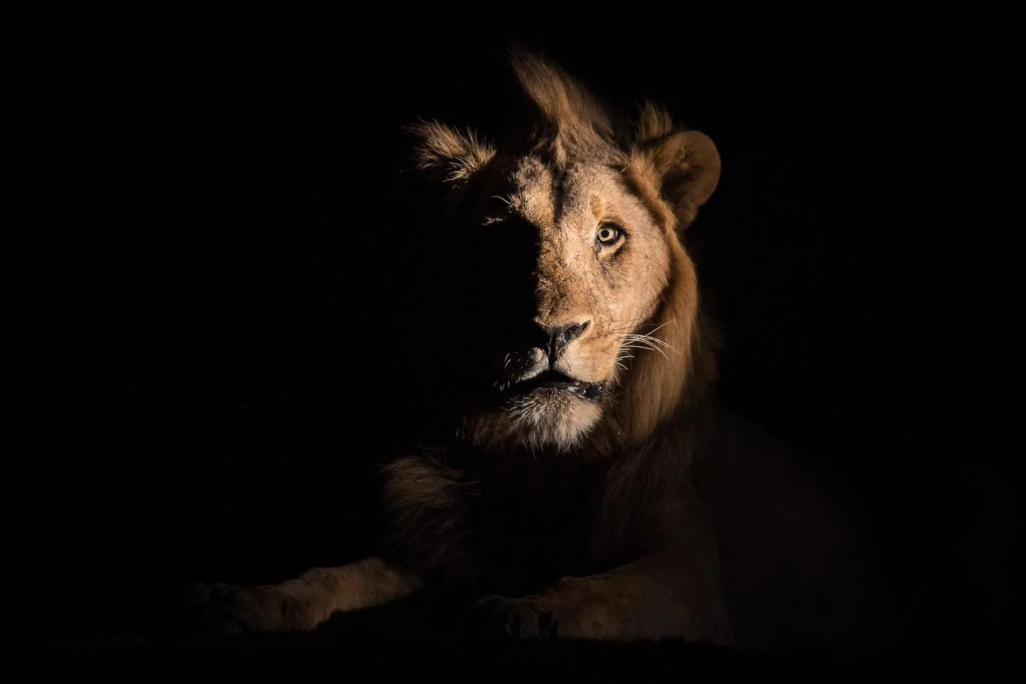 Close-up of a male lion's face partially illuminated, with the right side in shadow, revealing its eyes and mane, against a black background. Night safari in South Luangwa national park with Wild Selection Tours.