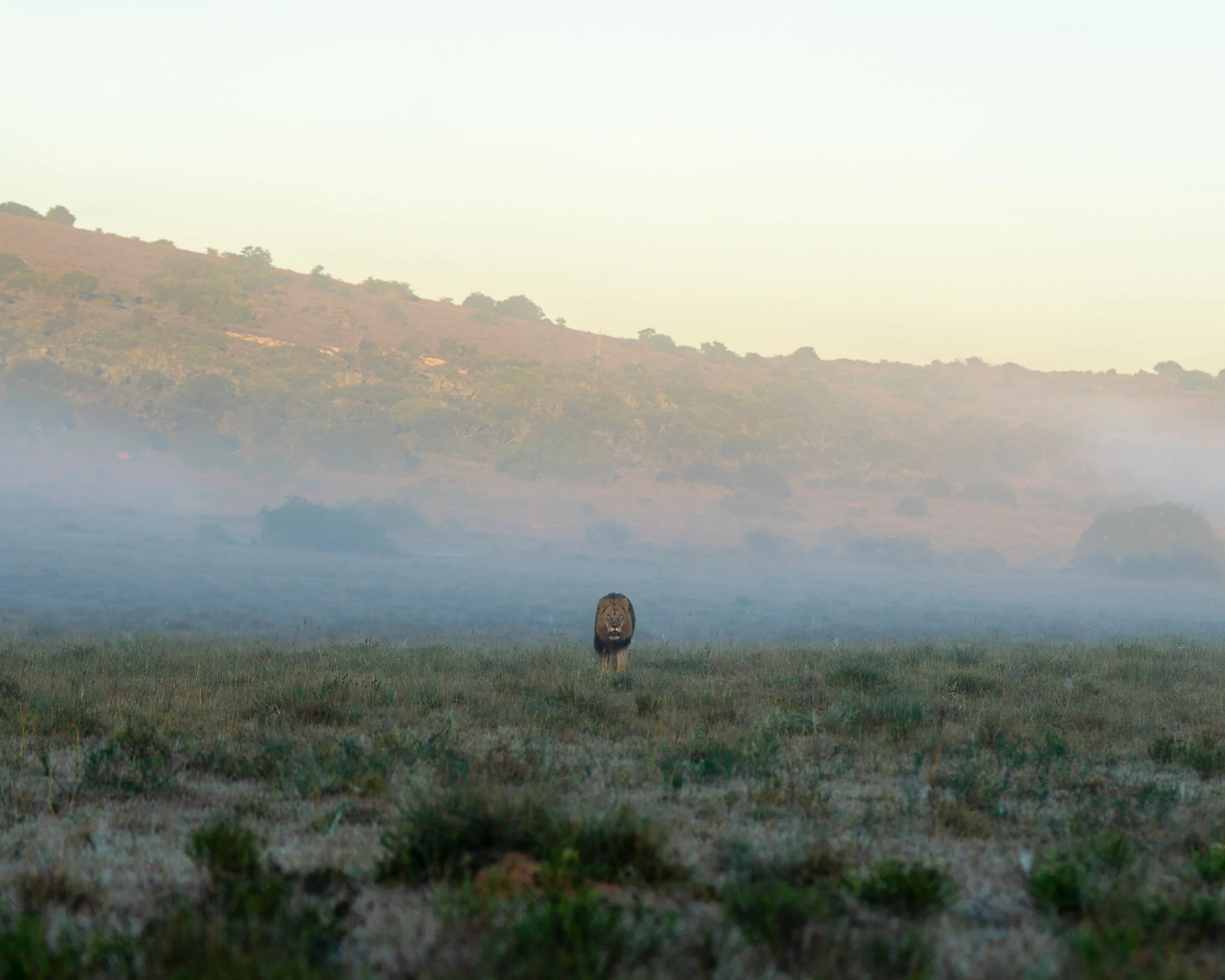 A lion during a misty morning in Amakhala game reserve, South Africa. A grassy field with hills and sparse trees in the background, and mist or fog near the ground.