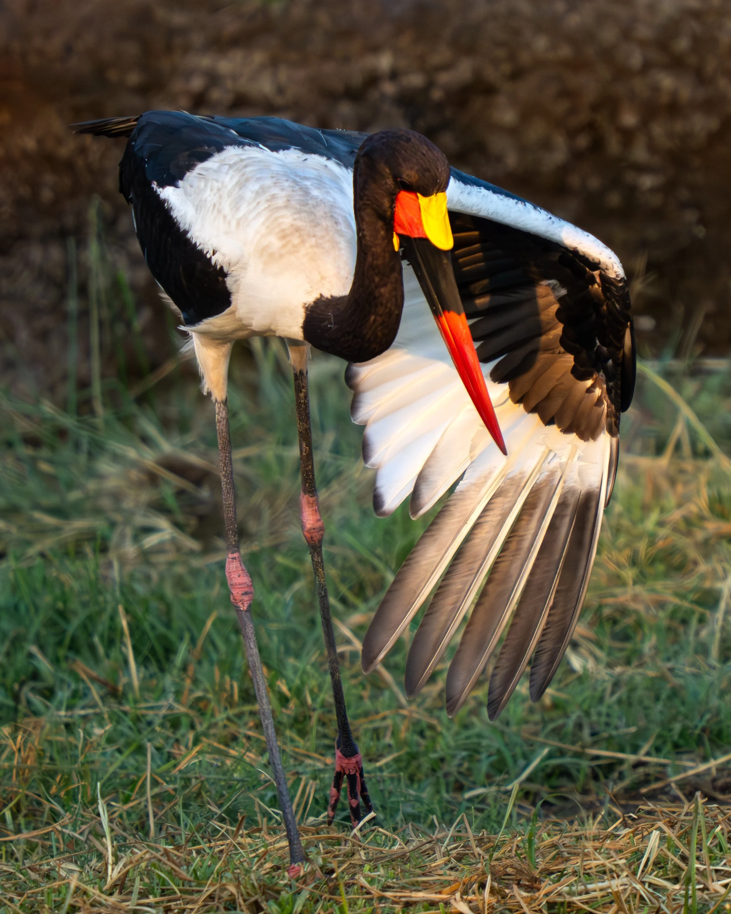 A black necked stork with black, white, yellow, and red prominent beak, standing on one leg in grass, spreading one wing, with a blurred earthy background.