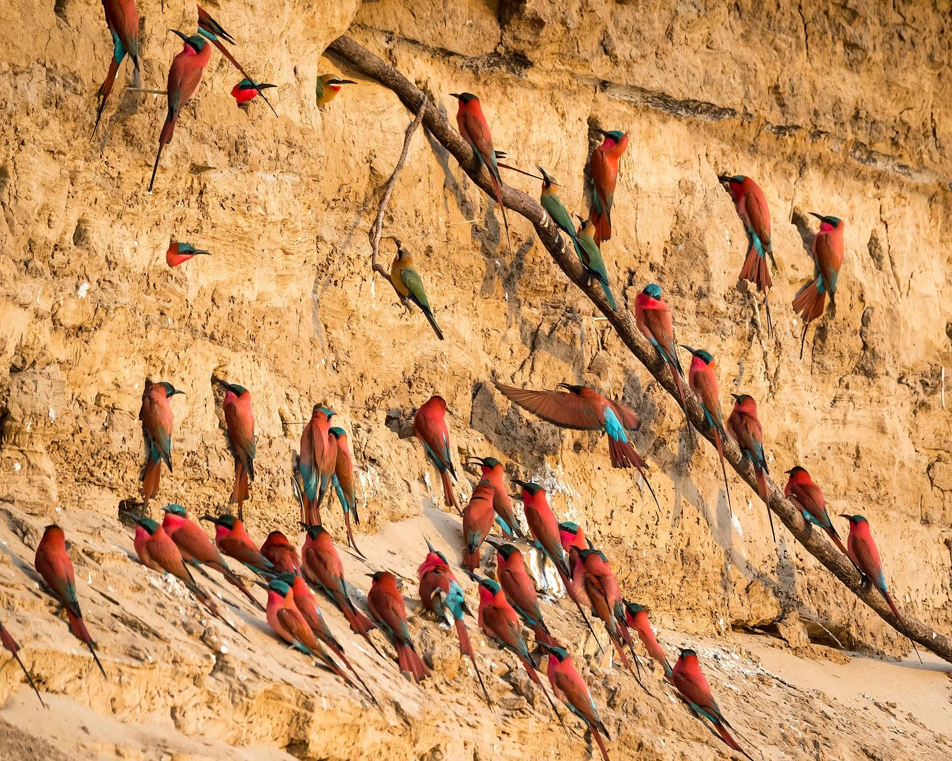 A large group of Southern Carmine bee-eaters, primarily pink and blue, are perched on a snow-covered slope against a rocky cliff face. Safari in South Luangwa national park with Wild Selection Tours.