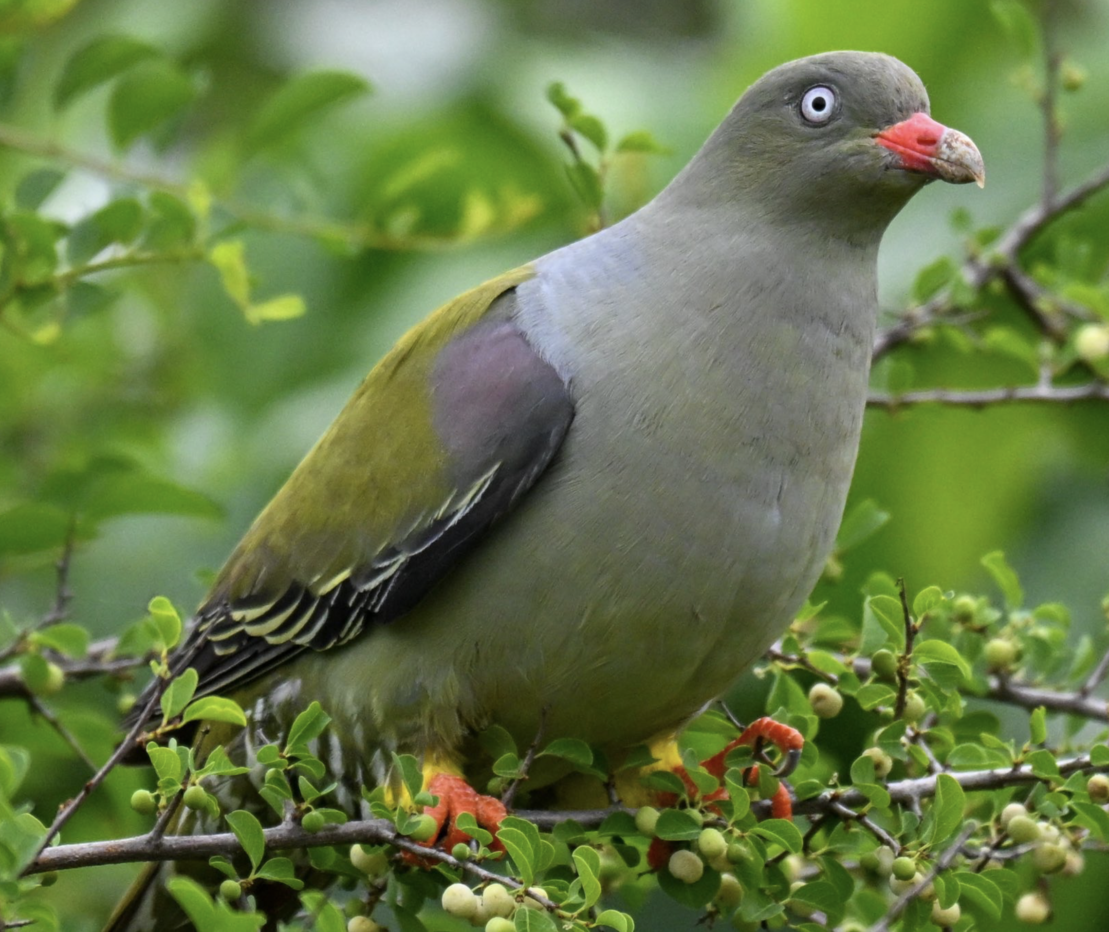 A bird with gray and yellow feathers, a red beak, and pale blue eyes perched on a branch with green leaves and small berries.