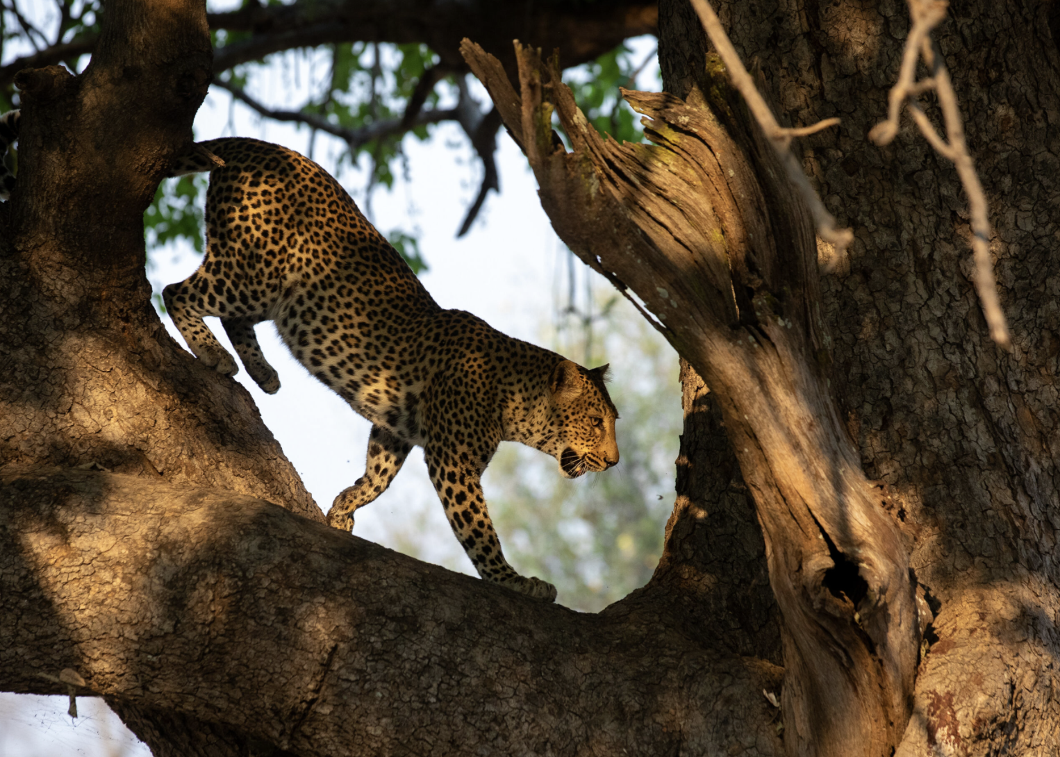 A leopard climbing a tree, partially hidden behind a branch, with detailed spots on its golden fur, in a natural wooded environment. Safari in South Luangwa national park with Wild Selection Tours.