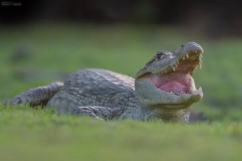 Close-up of a crocodile with its mouth open, lying on grass in a natural setting.