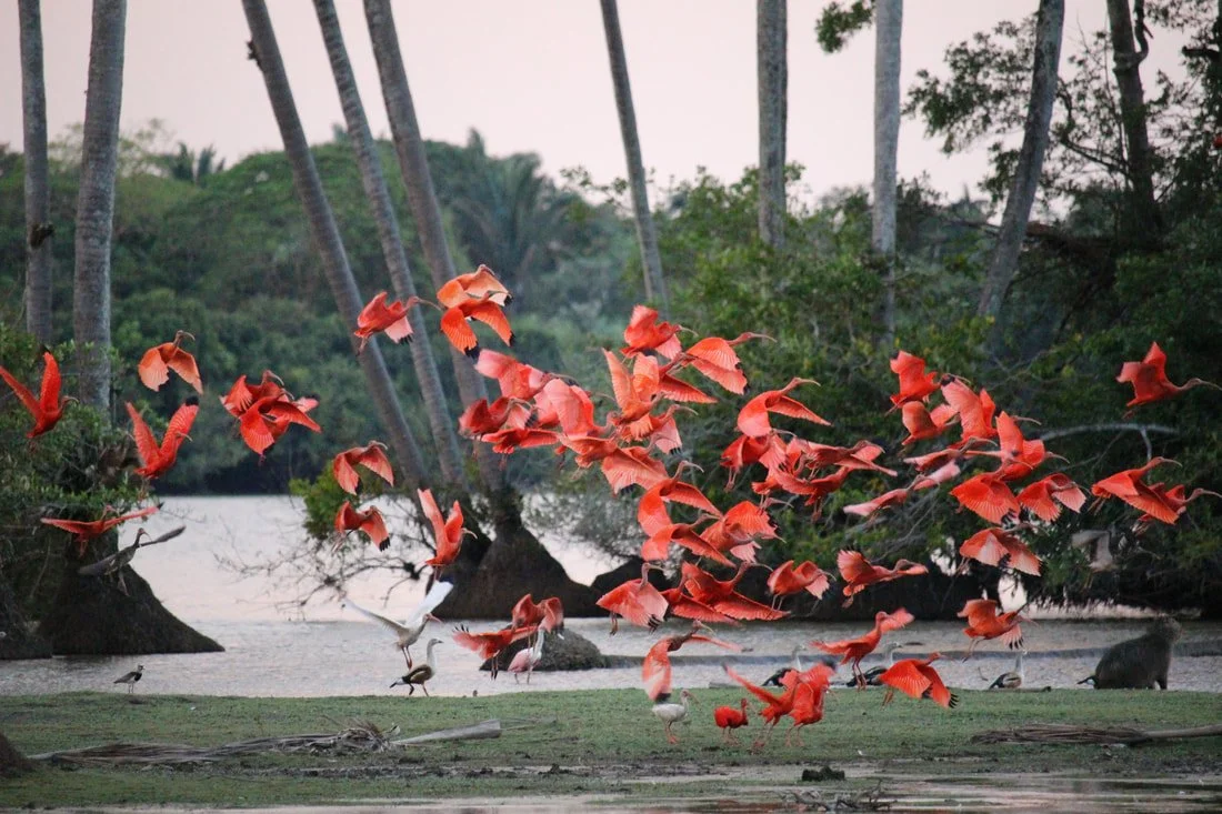 A flock of bright pink flamingos flying over a tropical shoreline with tall palm trees and calm water.