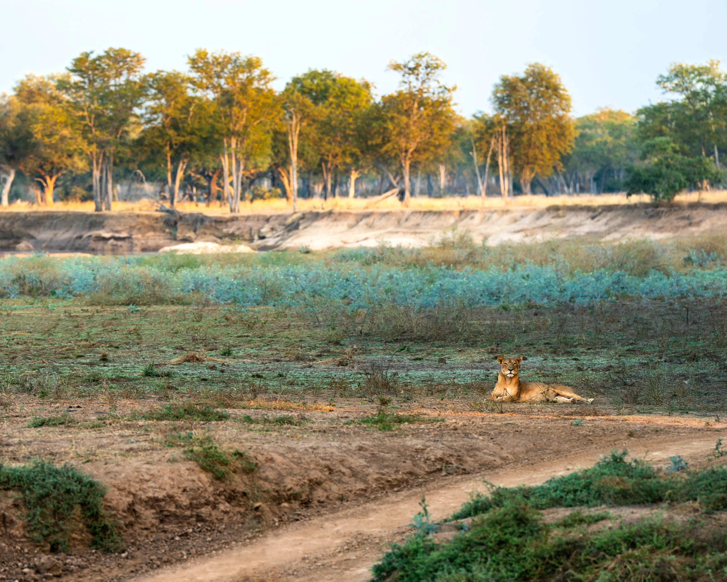 A lioness lying on the ground in a dry savannah landscape with sparse bushes and trees in the background. South Luangwa national park, Zambia.