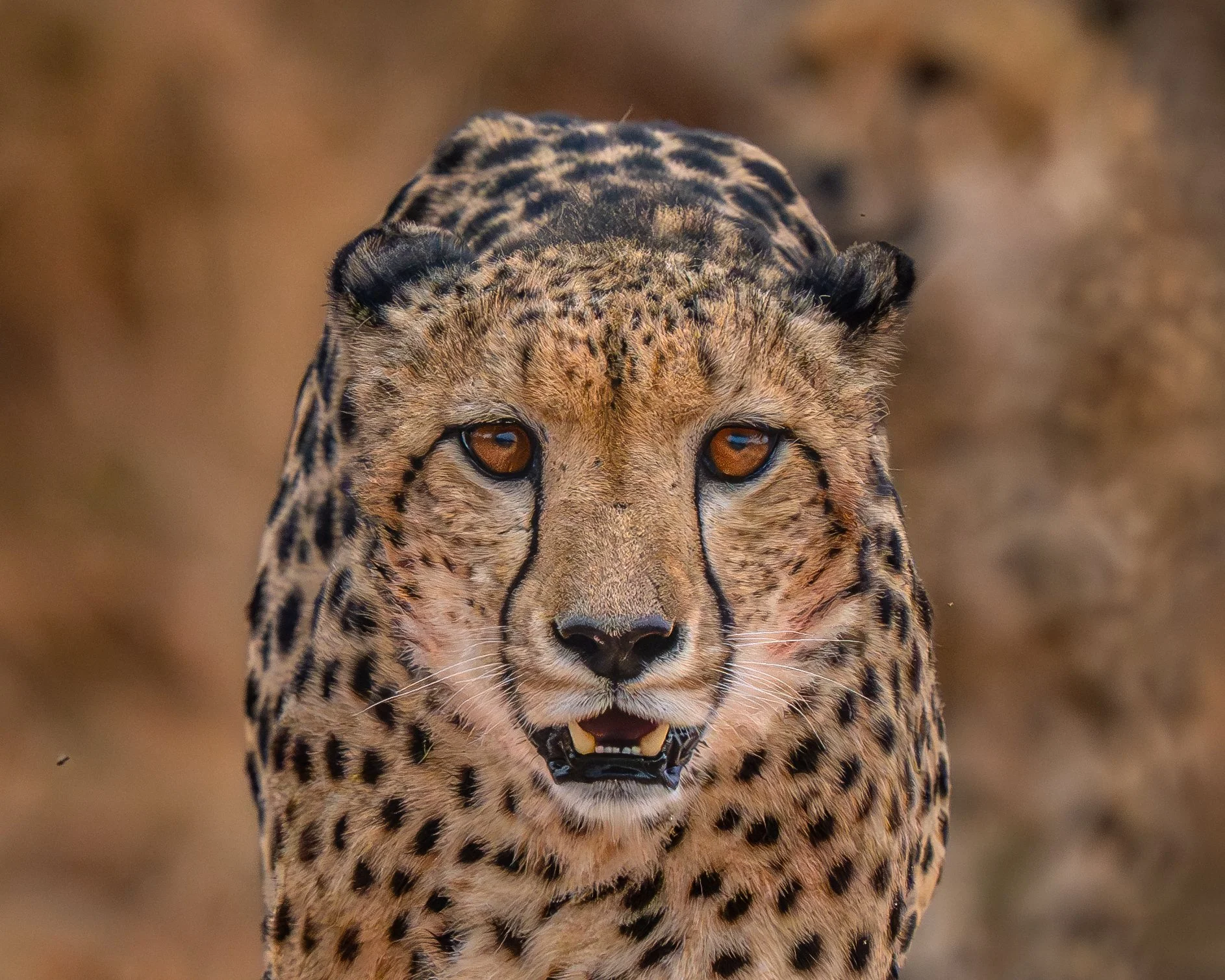 Close-up of a cheetah's face with a blurred background.