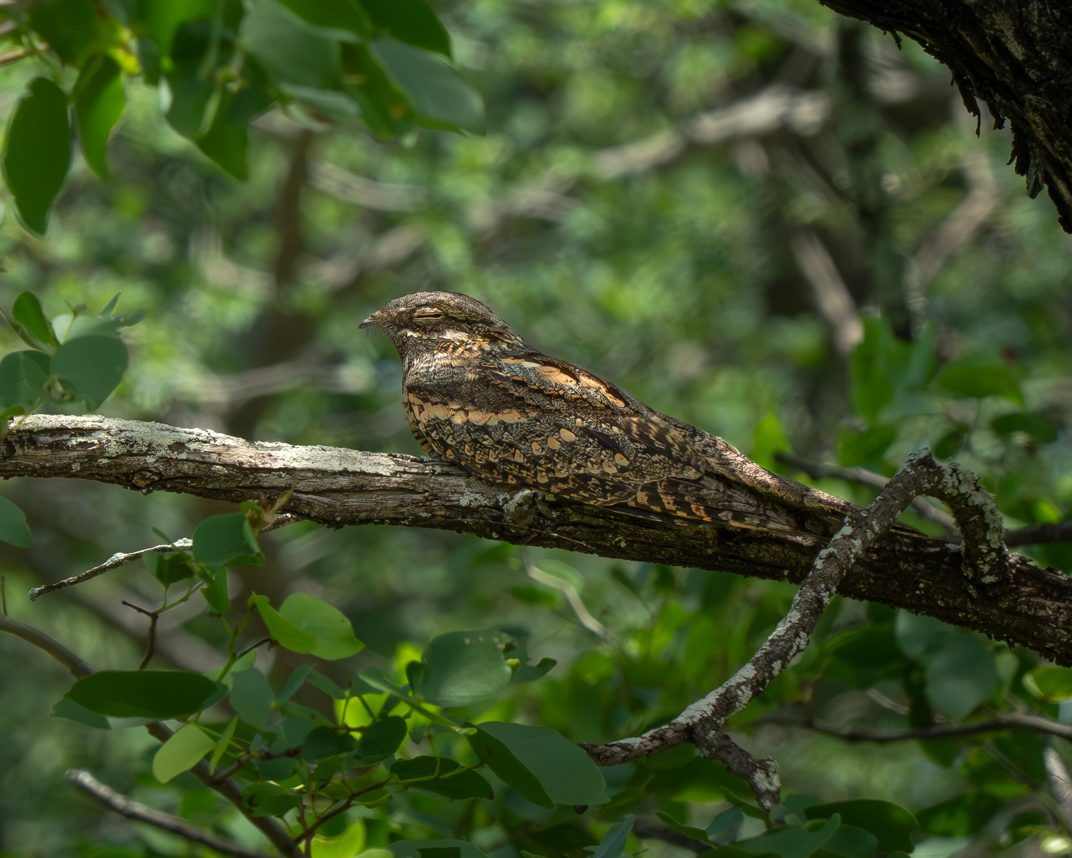 A camouflaged bird with brown and black patterned feathers perched on a tree branch surrounded by green foliage.