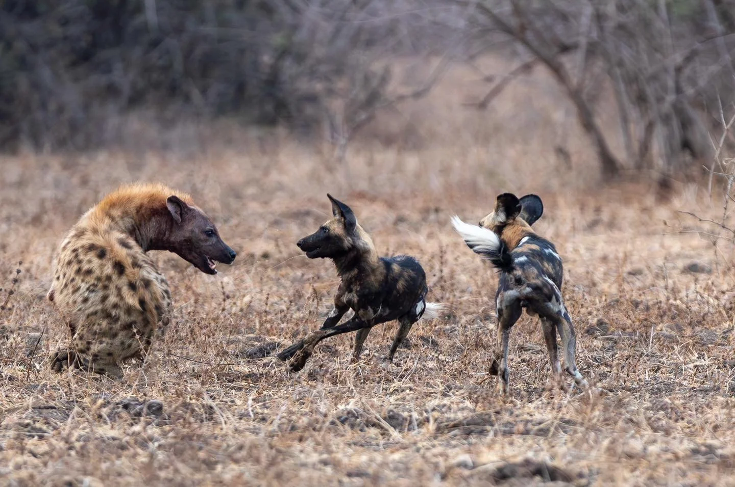 Hyena chasing two African wild dogs in dry grassland. Safari in South Luangwa national park with Wild Selection Tours.