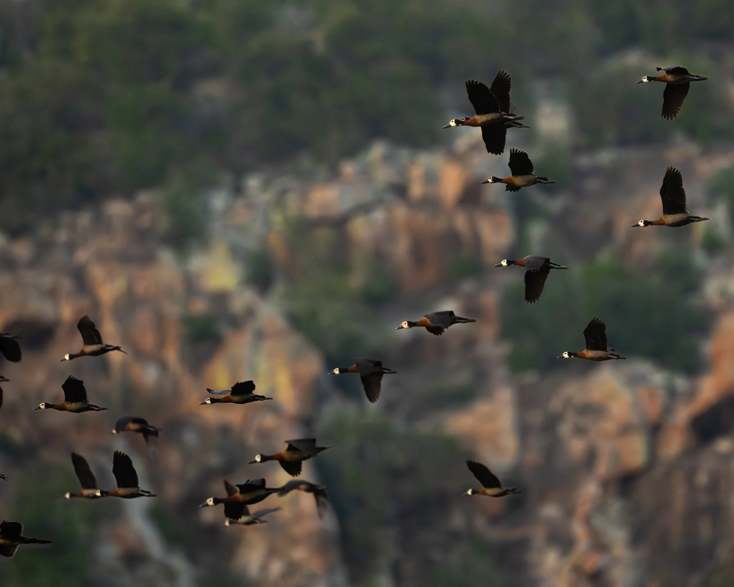 A flock of ducks flying over a mountainous landscape with rocky cliffs and greenery.