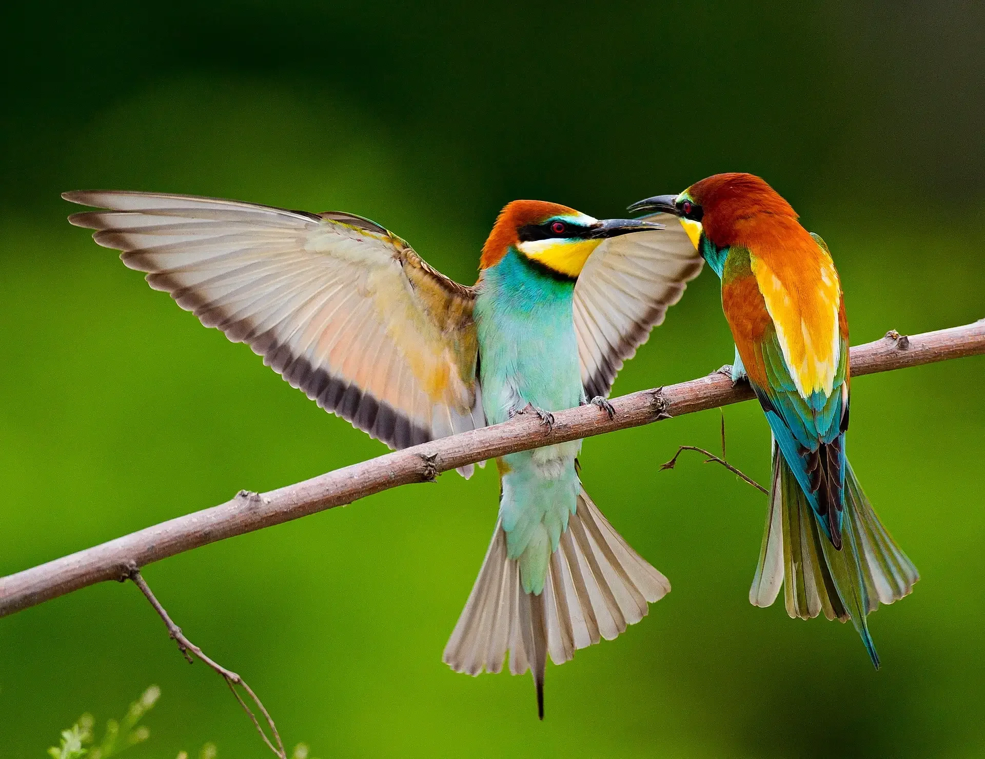Two colorful birds, a male and female, perched on a branch with the male feeding the female.