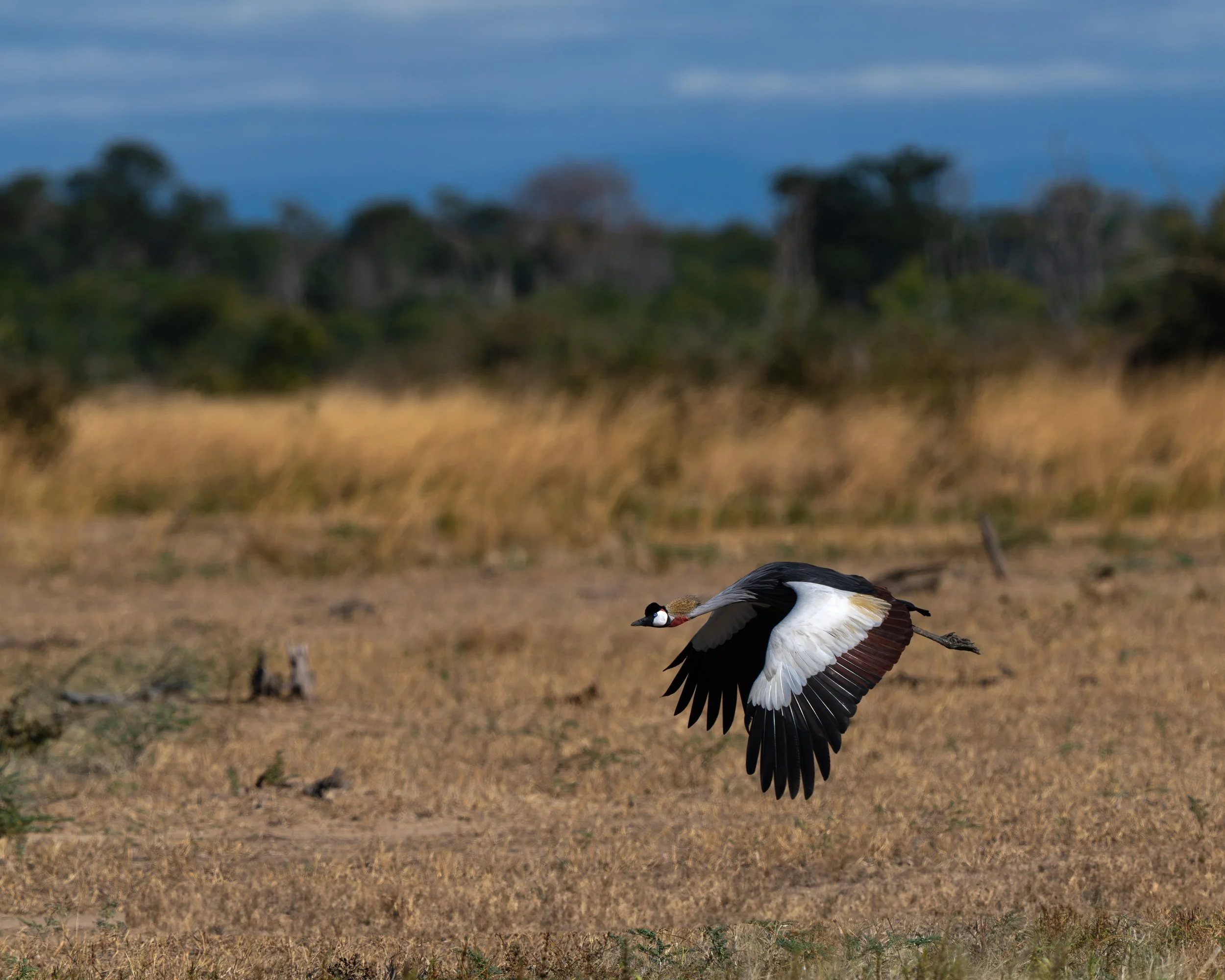 A grey crowned crane flying low over a grassy field with a blurred background of trees and sky. Safari in South Luangwa national park with Wild Selection Tours.