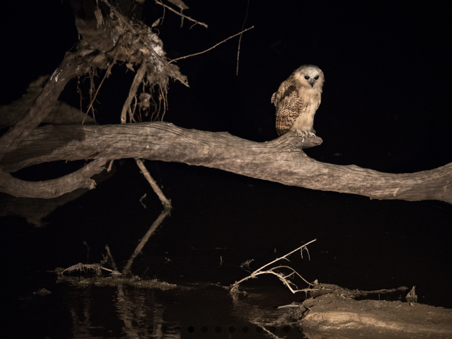 A Pel's fishingowl perched on a horizontal tree branch at night, with dark water below reflecting the branch and owl. Night safari in South Luangwa national park with Wild Selection Tours.