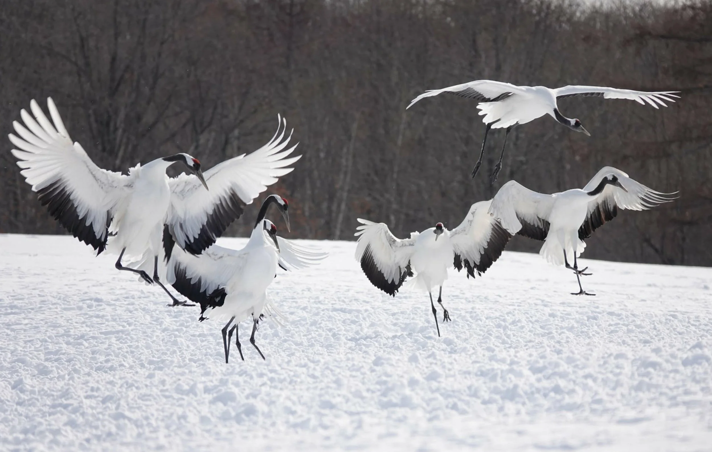 A group of six red-crowned cranes on snow-covered ground, some standing and others in flight, with leafless trees in the background. Kushiro, Japan.