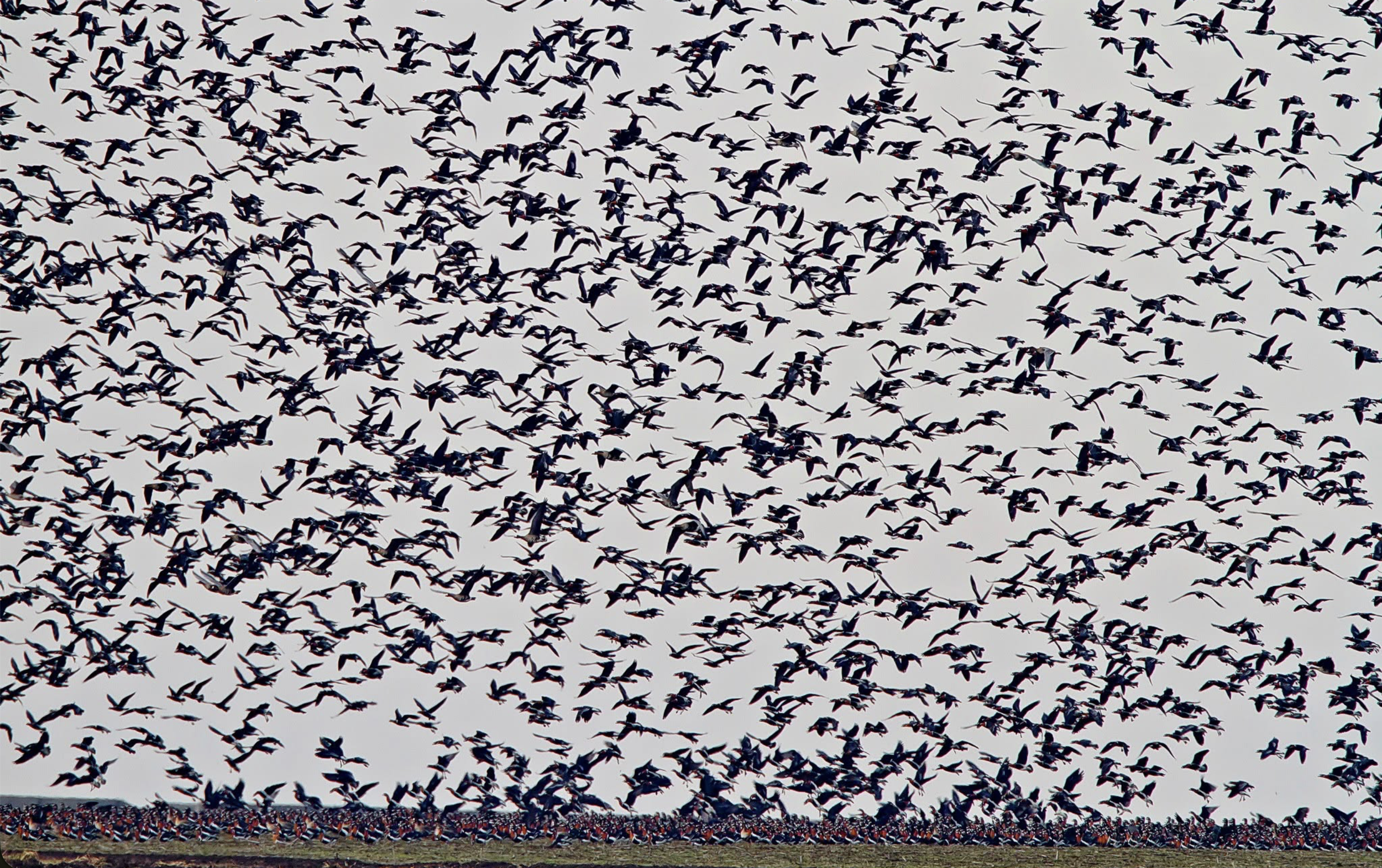 Thousands of birds flying in the sky during daytime with an overcast sky above a barren field.