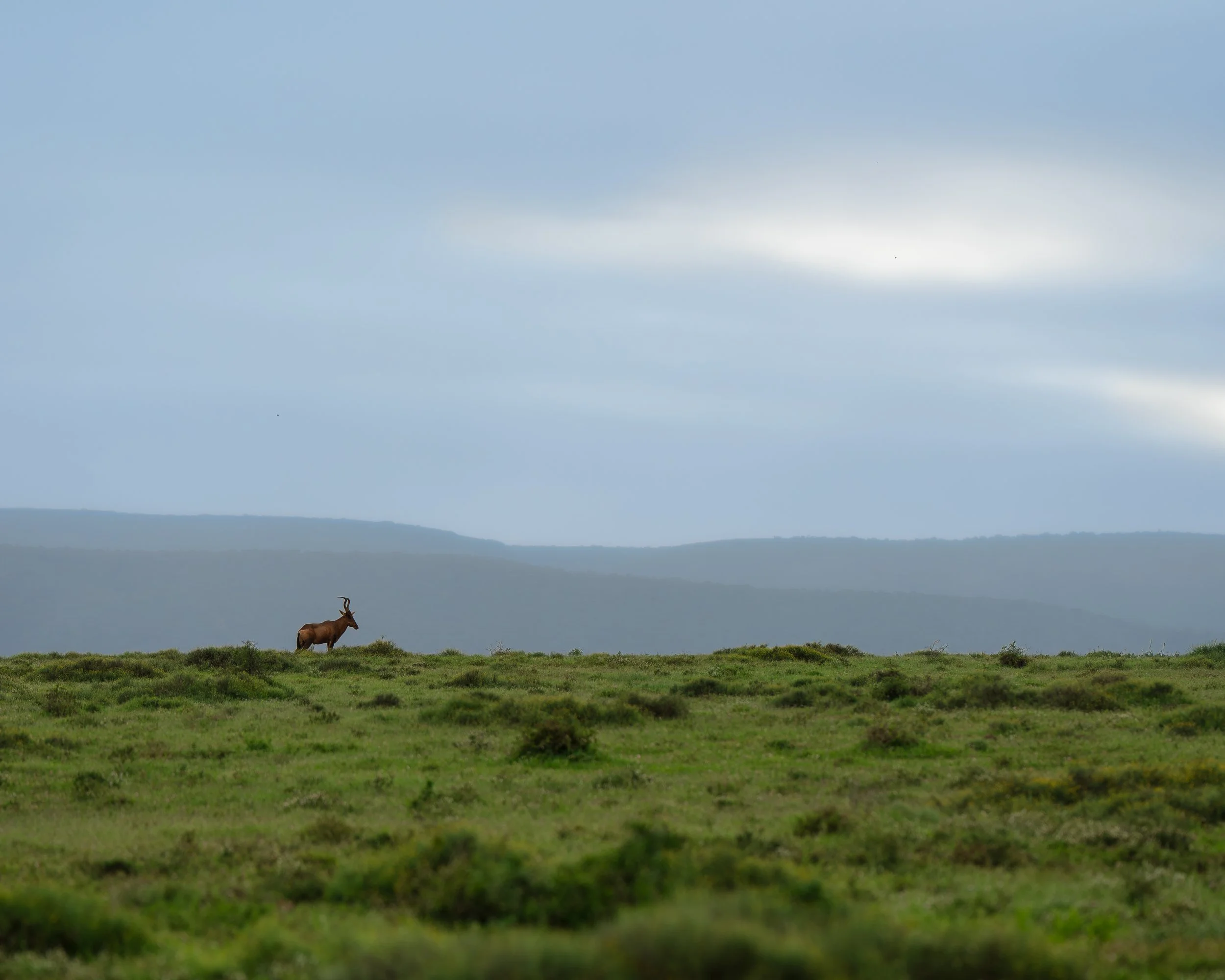 A red hartebeest standing on grassy plains under a cloudy sky. Addo Elephant national park, South Africa.