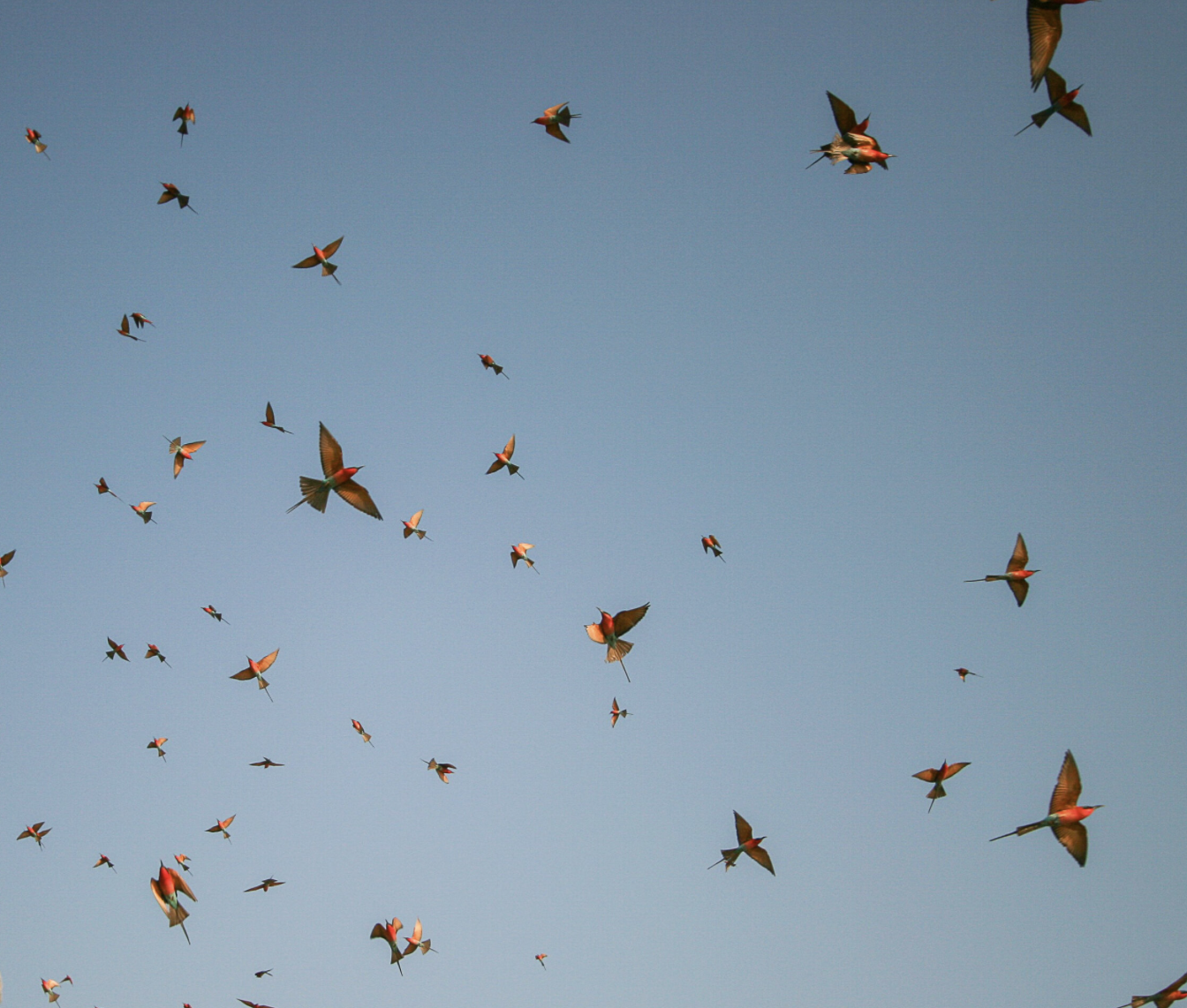 A flock of Southern Carmine bee-eaters flying in a clear blue sky. Safari in South Luangwa national park with Wild Selection Tours.