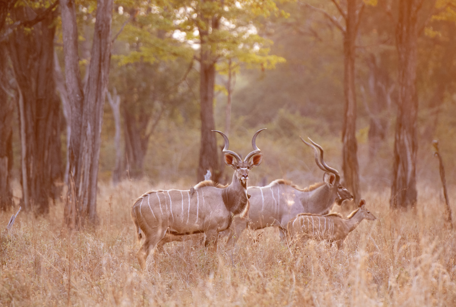 A group of Greater kudus with striped markings on their sides, standing in a grassy forest clearing with tall trees in the background. One antelope has spiral horns, and there's an orange and pink hue to the scene.Safari in South Luangwa, Zambia.
