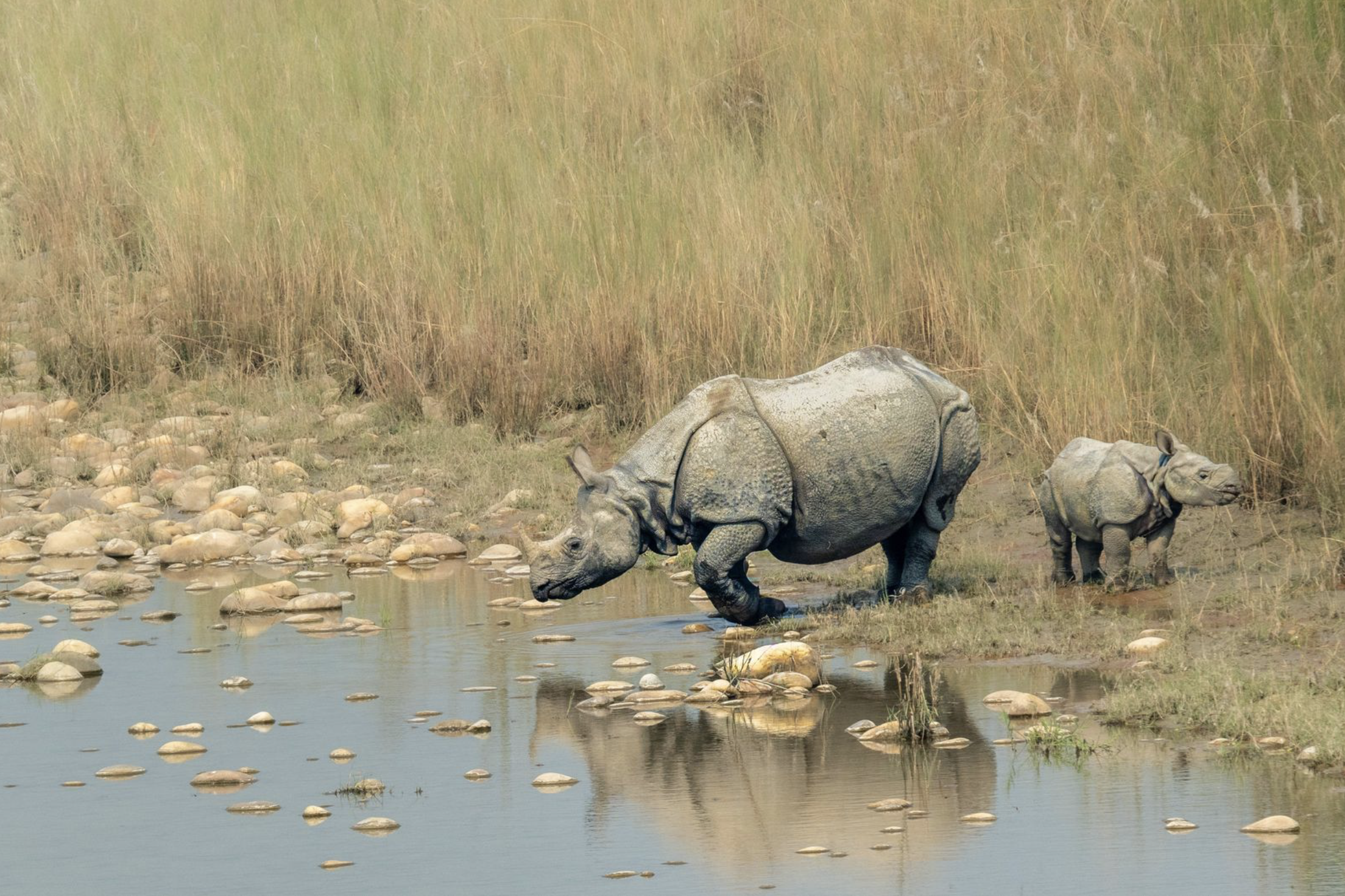 A large adult one-horned rhinoceros and a small baby rhinoceros drinking water at the edge of a river in a grassy savannah. Wildlife expedition and phot safari with Wild Selection Tours.