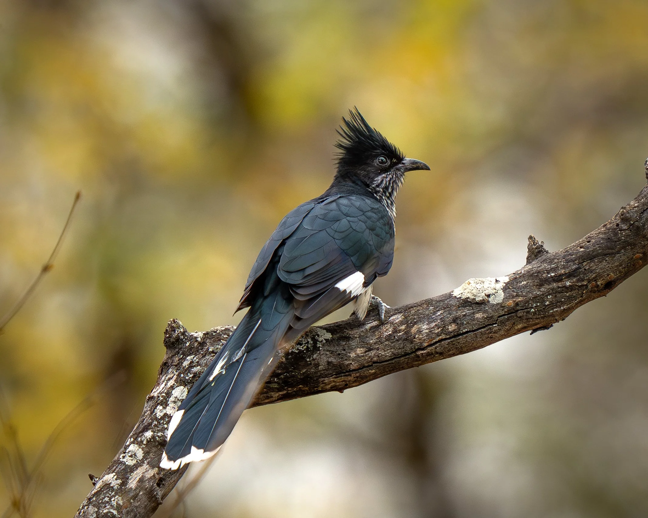 A Levaillant´s cuckoo. Birding tour in Makuleke, northern Krüger, South Africa. Bird photography with Wild Selection Tours.