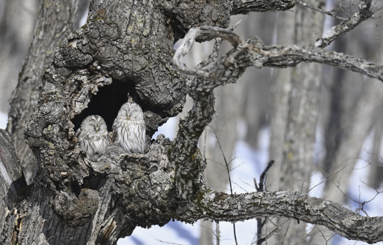 Two Ural owls sitting inside the hollow of a thick, textured tree branch in a winter forest. Hokkaido, Japan.