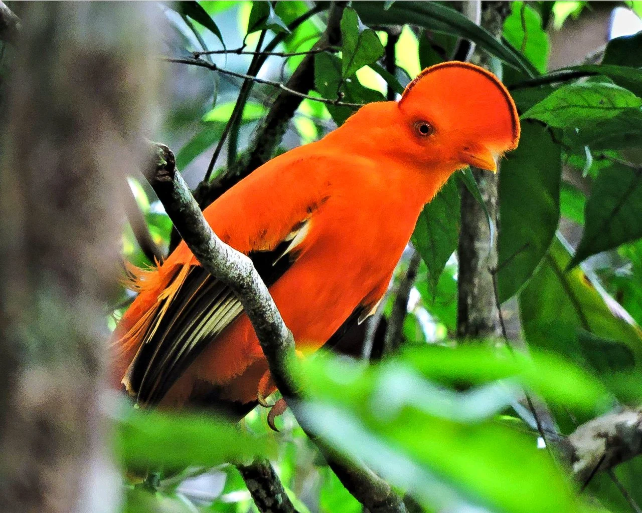 The endemic Guianan Cock-of-the-Rock is endemic to the cloud forests of the Andean mountains. Bird watching in Colombia. Wild Selection Tours.