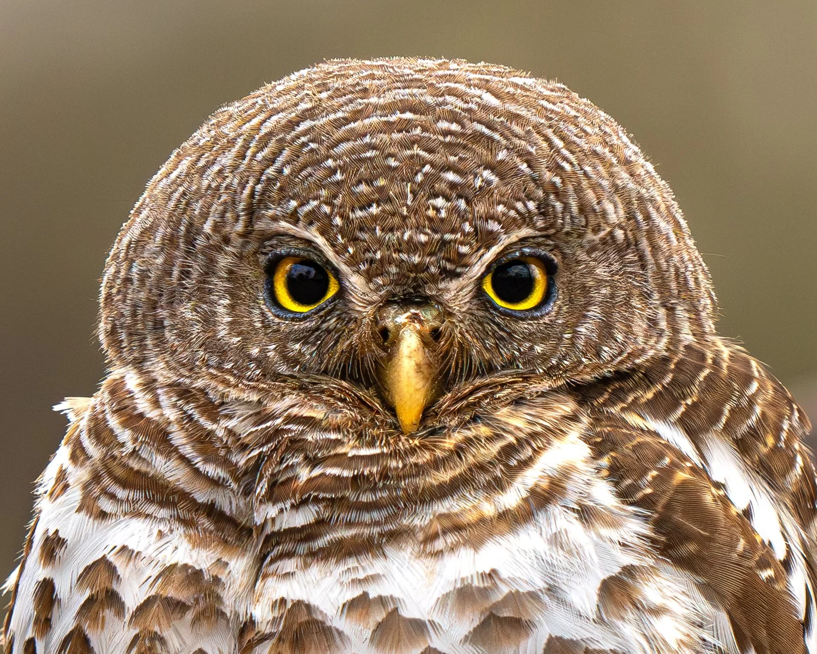 Close-up of a brown and white owl with bright yellow eyes and a sharp beak.