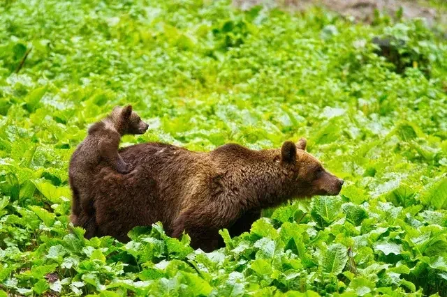 A mother bear with a cub riding on her back, standing in a lush green field of plants.