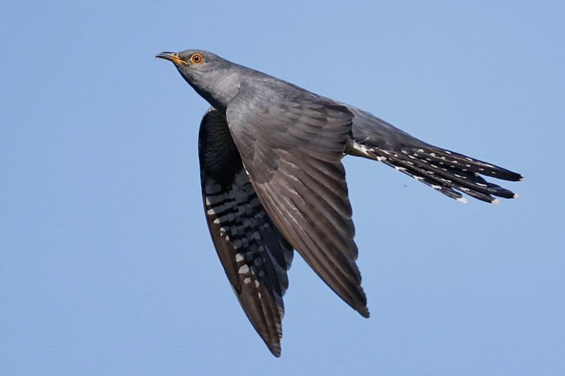 A bird in flight against a blue sky, with gray and white feathers, distinctive orange-eye markings, and patterned tail feathers.