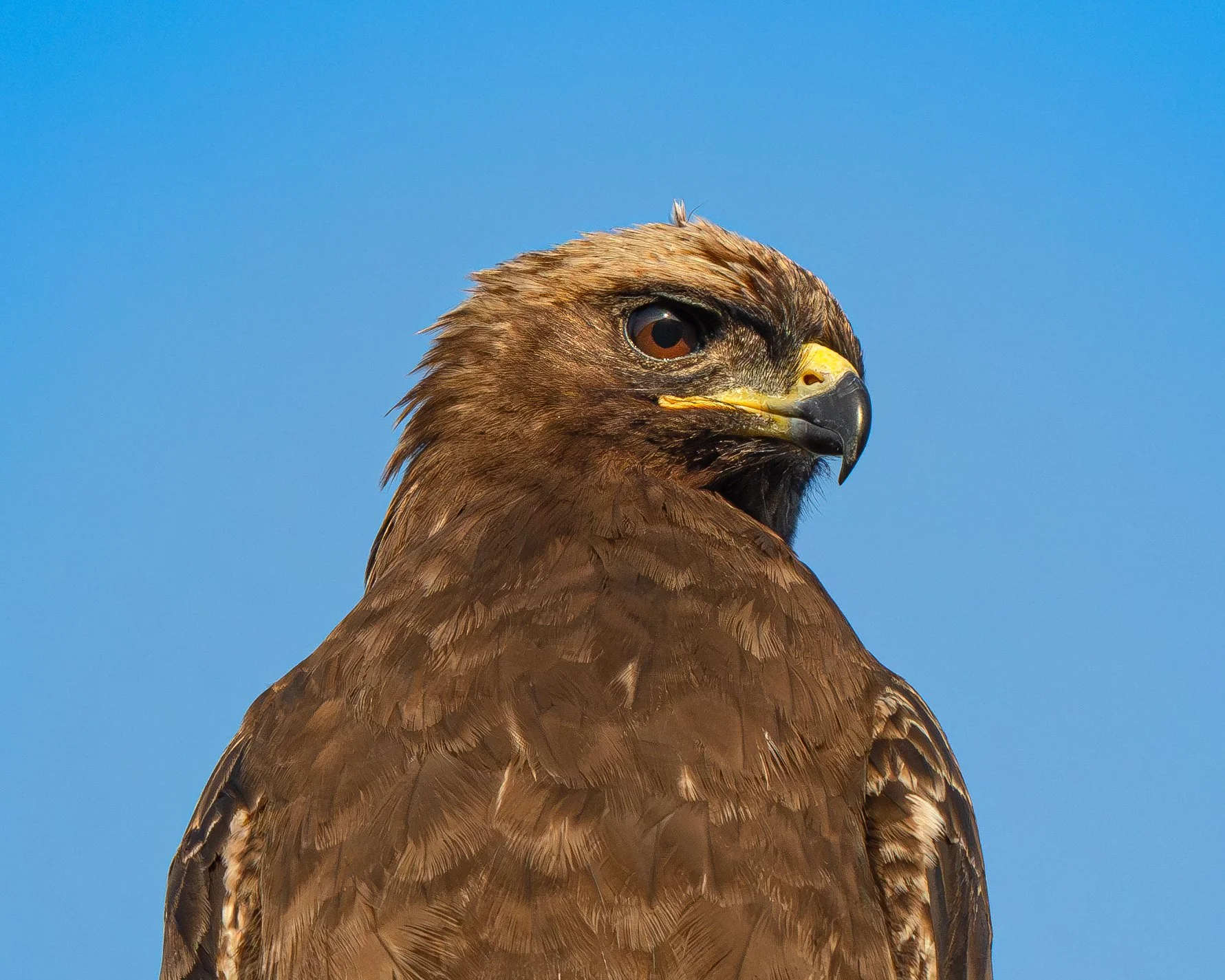 Close-up of a hawk's head and upper body against a clear blue sky.