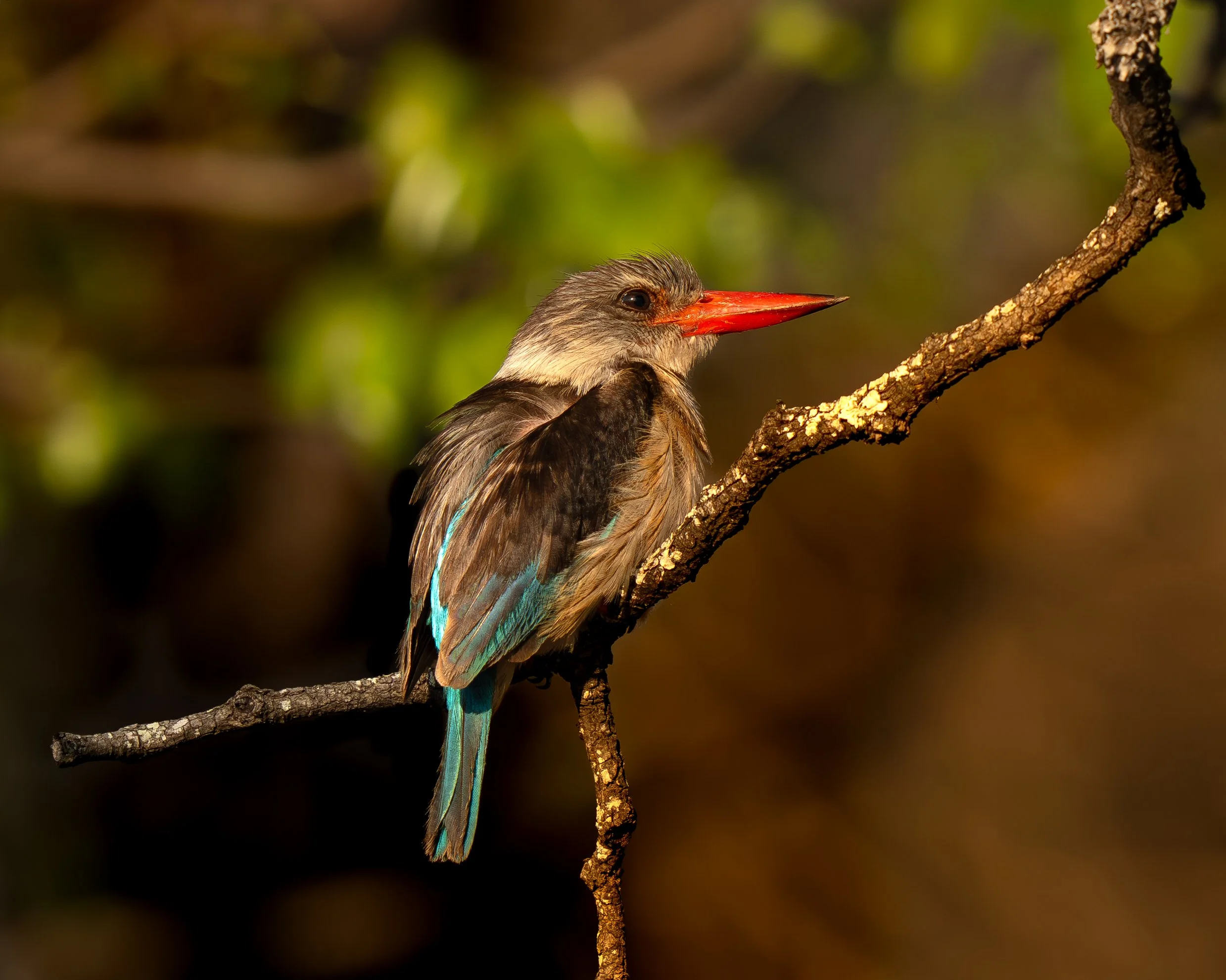 A brown-hooded kingfisher perches on a branch. Birding tour in Makuleke, northern Krüger, South Africa. Bird photography with Wild Selection Tours.